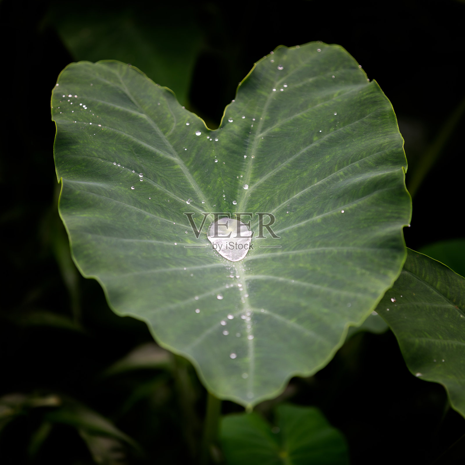 在热带森林里，雨后的水滴在大绿叶的中心照片摄影图片