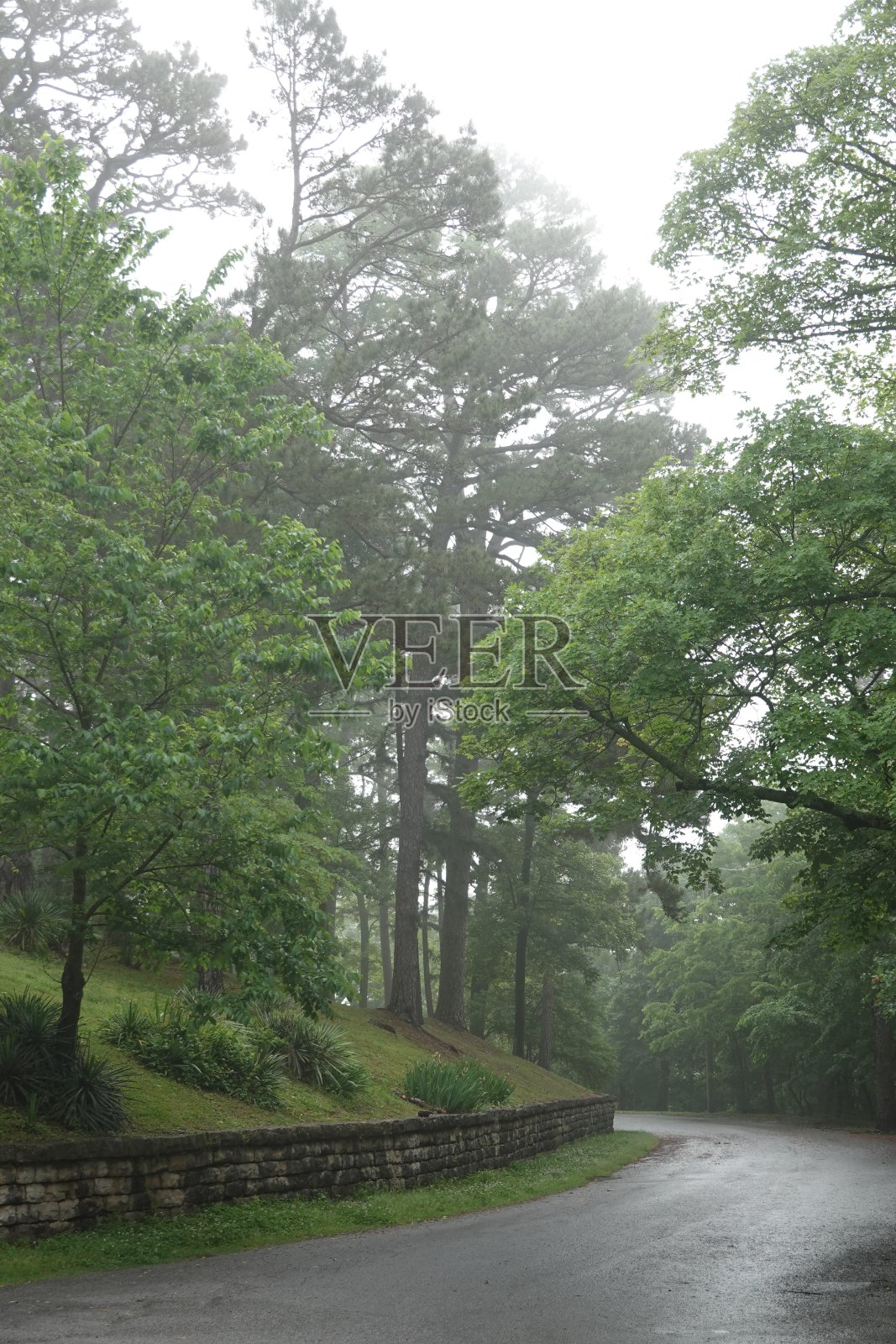 曲径，雾晨(垂直)照片摄影图片