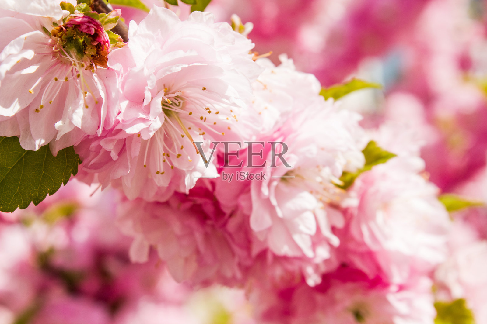 粉红色的春花在花园里绽放照片摄影图片