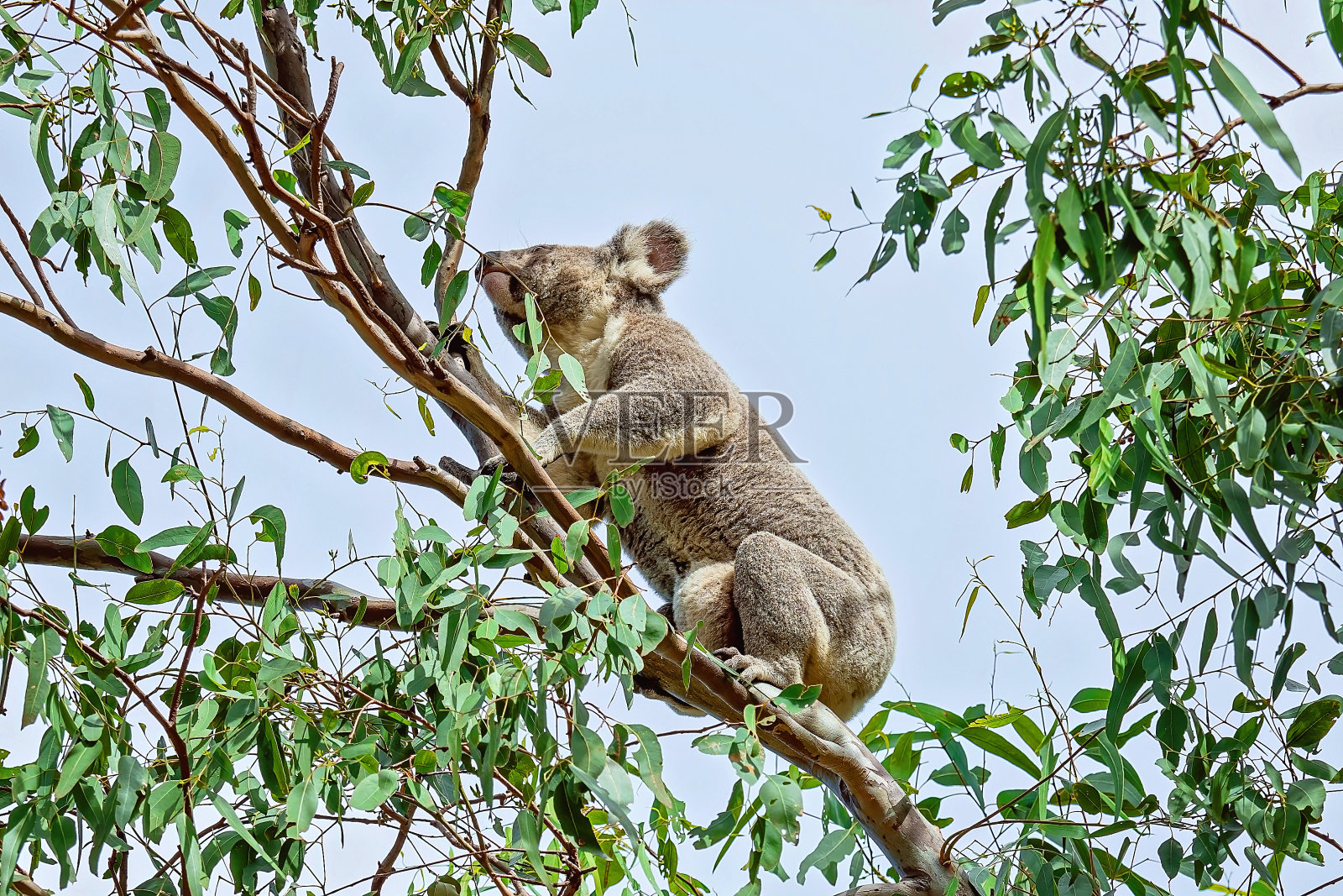 桉树上的考拉照片摄影图片