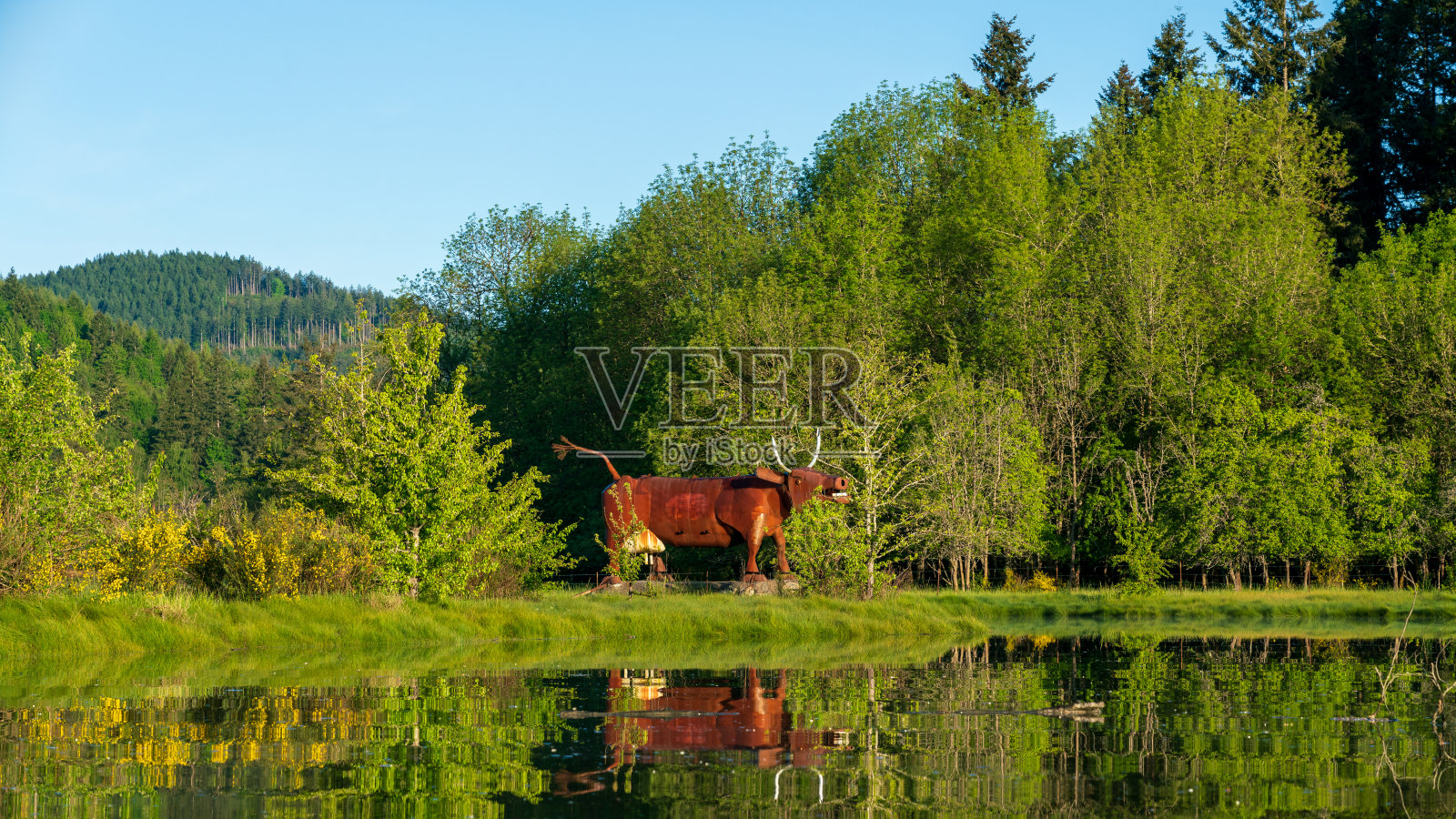 沿着华盛顿奥林匹亚泥湾的公牛照片摄影图片