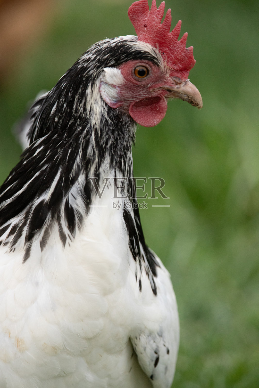 布外野手母鸡照片摄影图片