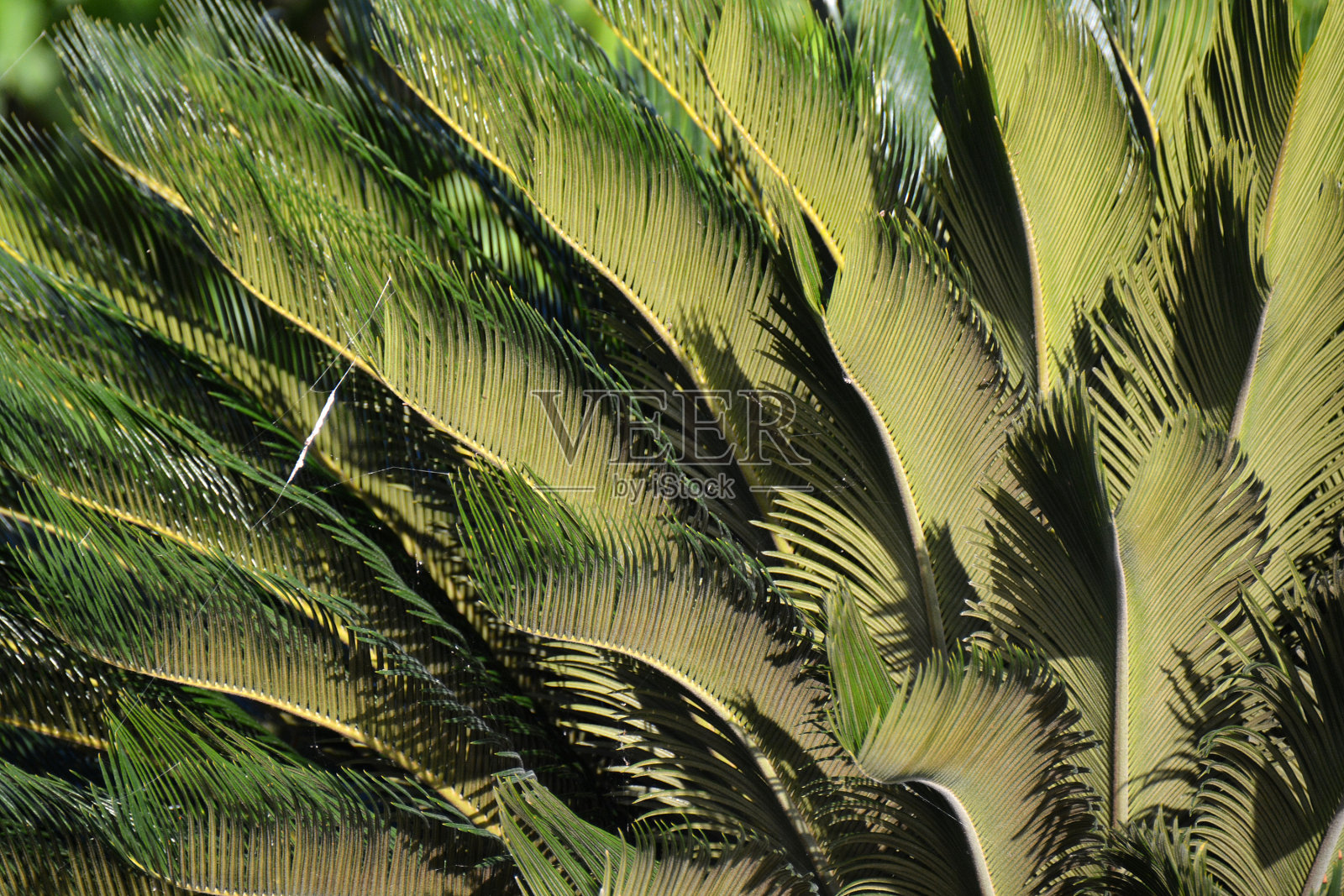 几片卷曲的棕榈叶作为背景照片摄影图片