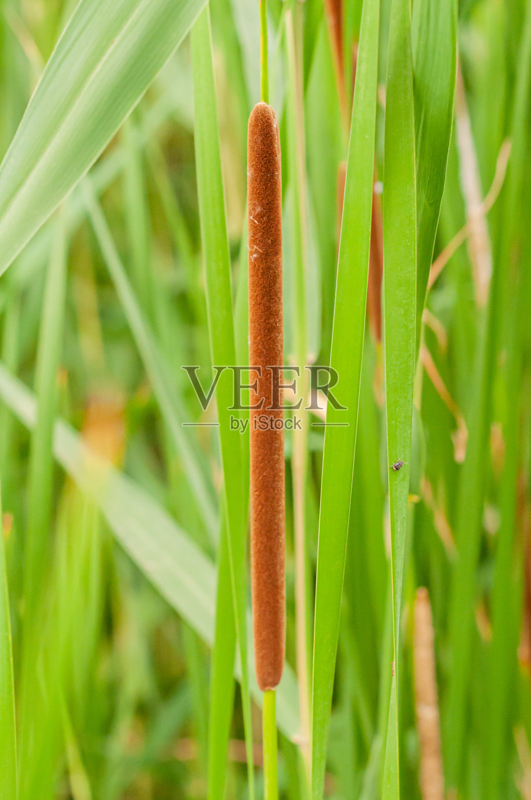 河岸上浓密的绿色芦苇丛。照片摄影图片