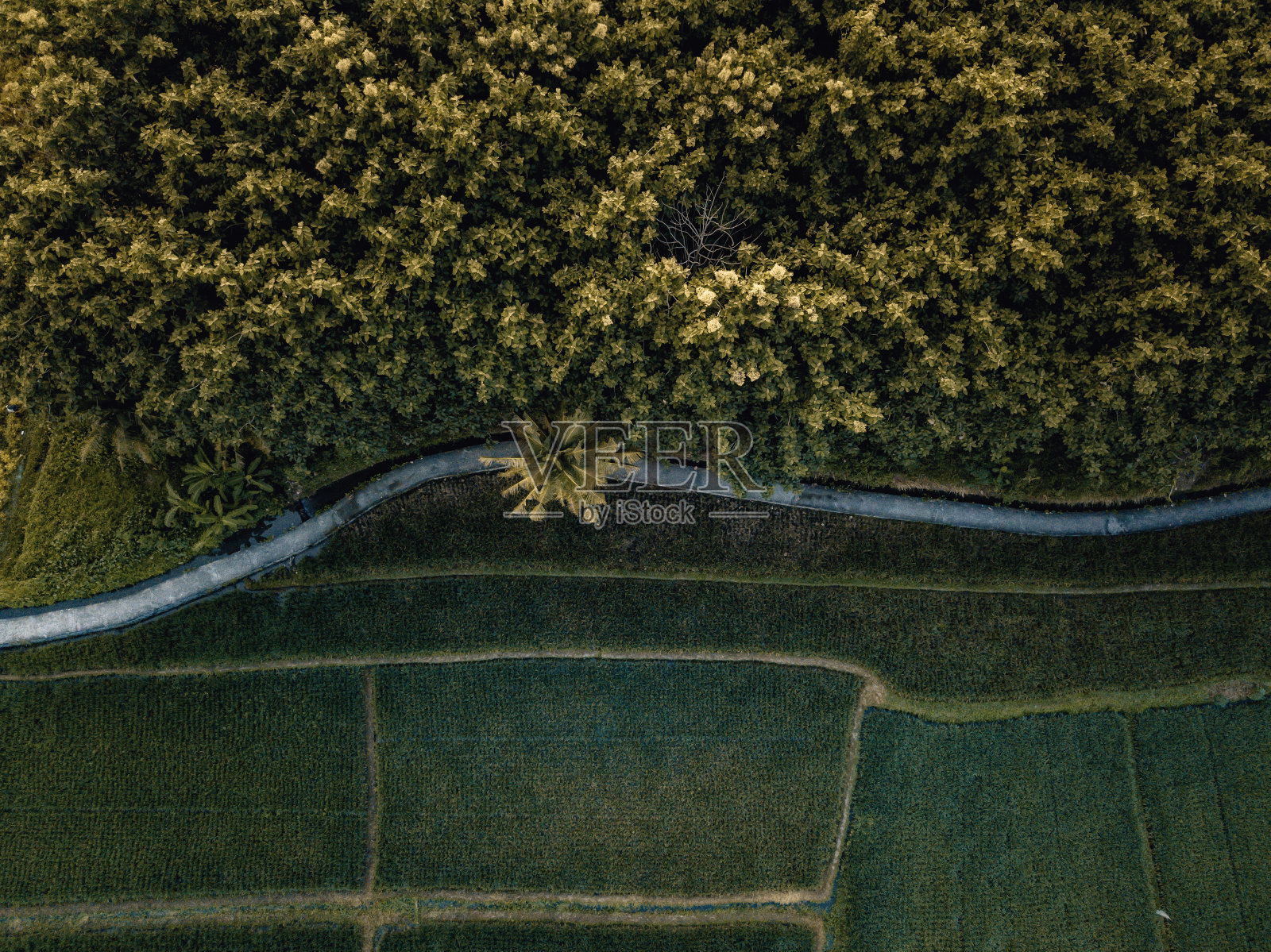 森林和稻田照片摄影图片