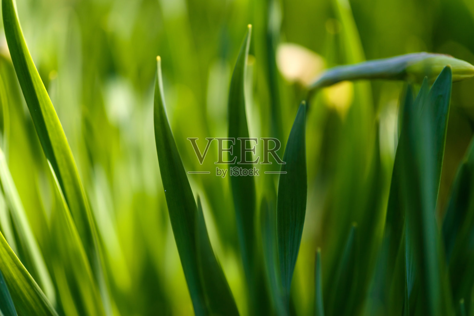 绿草照片摄影图片