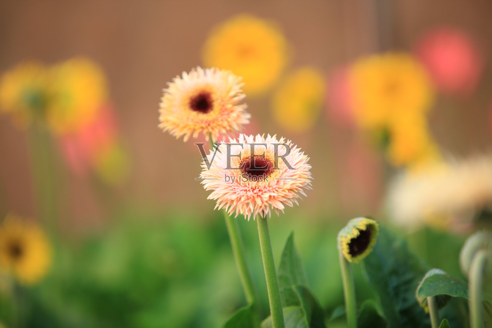 黛西和非洲菊照片摄影图片