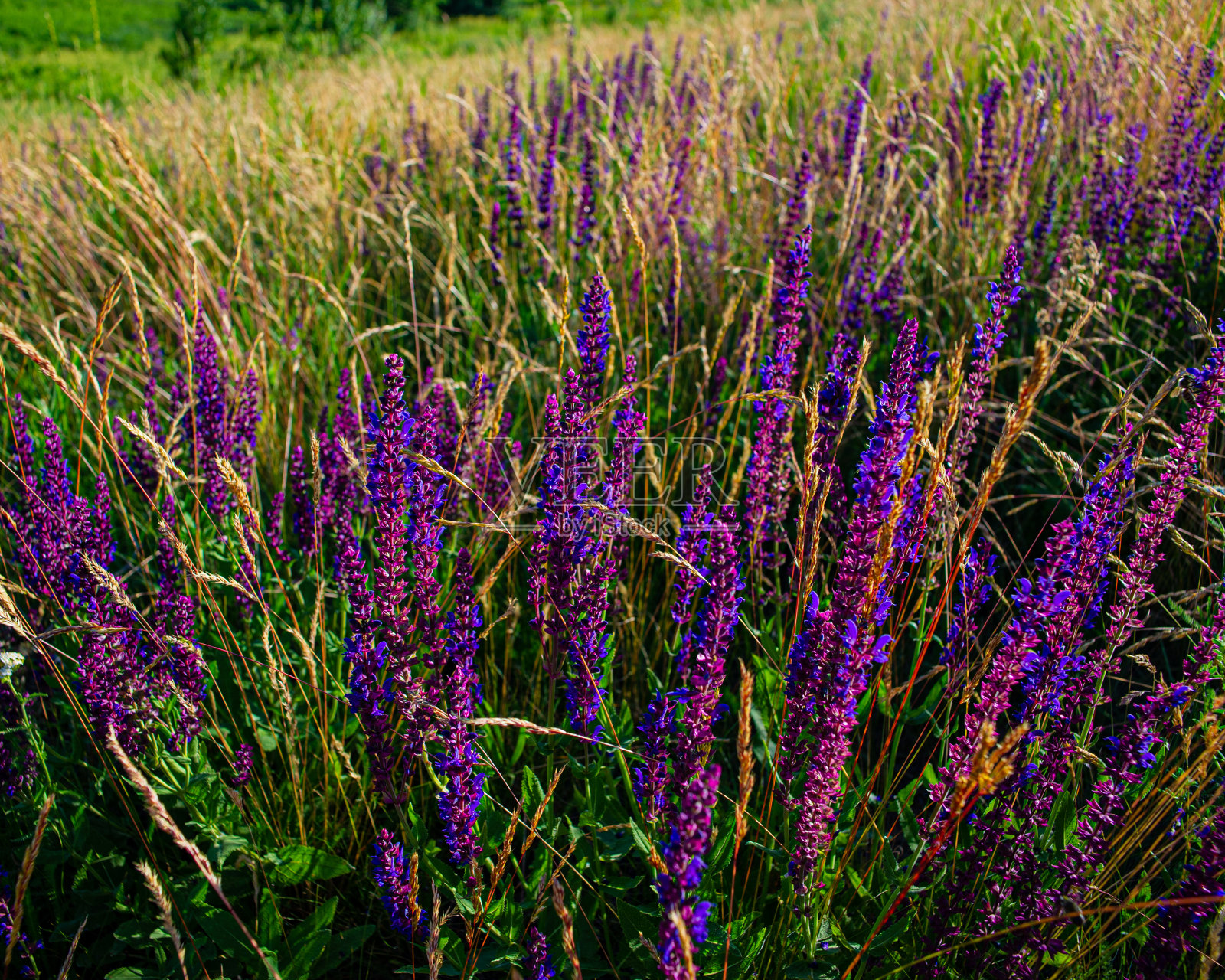 紫罗兰色的草地和绿色的草在日落。照片摄影图片