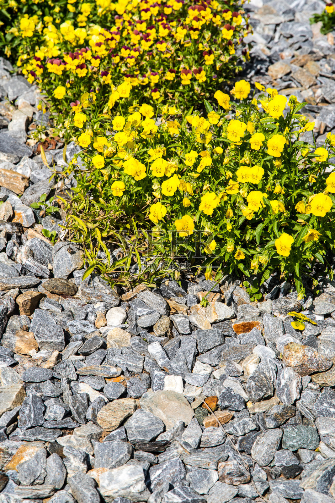 有黄色花朵的石头花园照片摄影图片