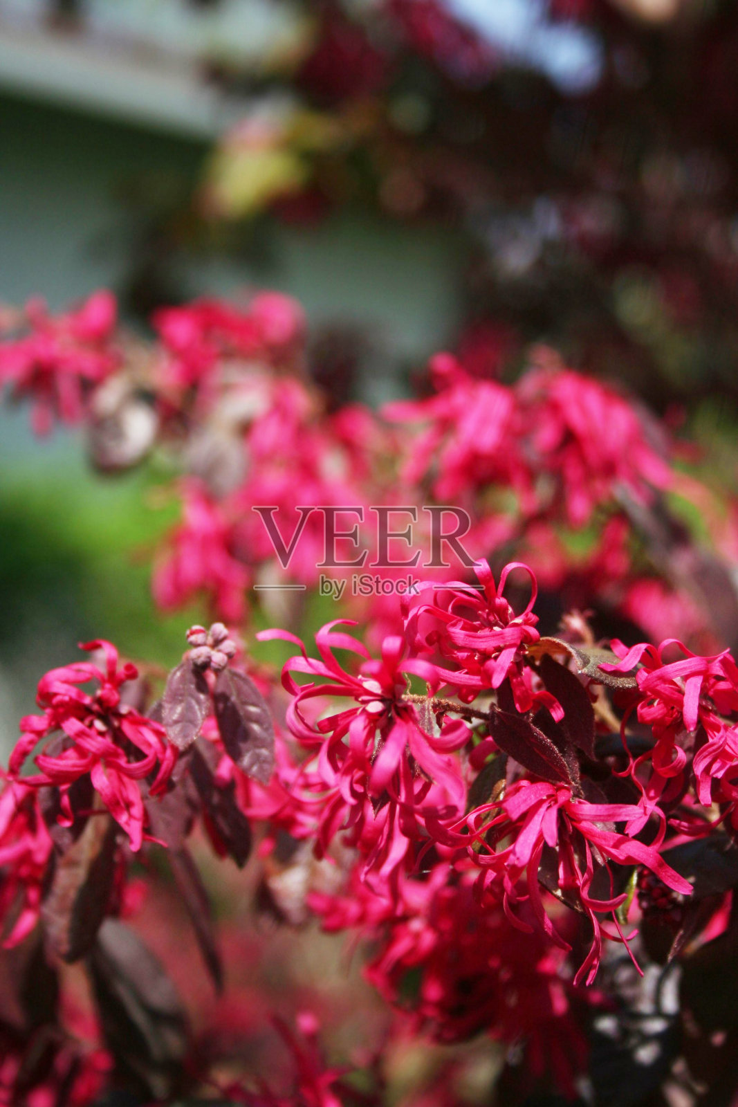 在阳光明媚的日子里，花园中盛开着粉红色的檵木照片摄影图片