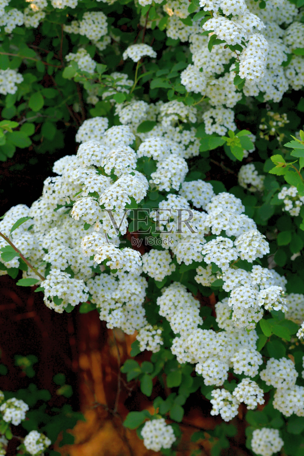 广州绣线菊/五月灌木/新娘花环绣线菊/里夫的绣线菊照片摄影图片
