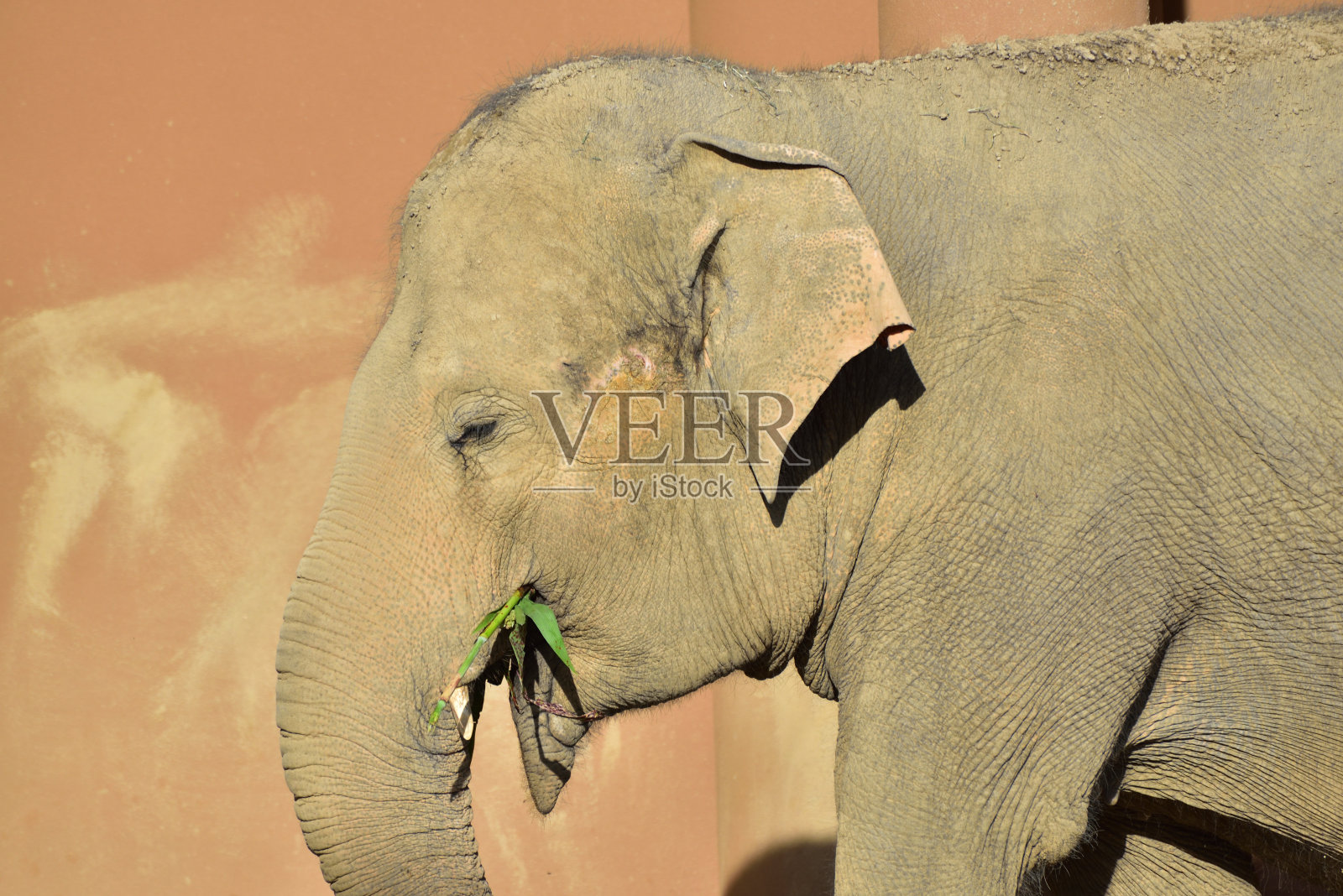 大象照片摄影图片