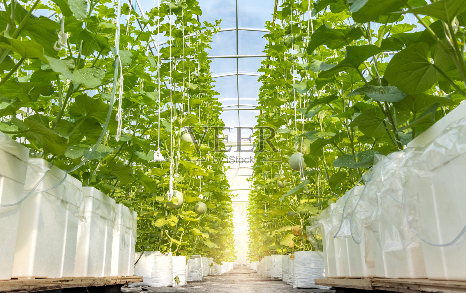 绿瓜种植于自然采光的栽培窗帘温室中照片摄影图片
