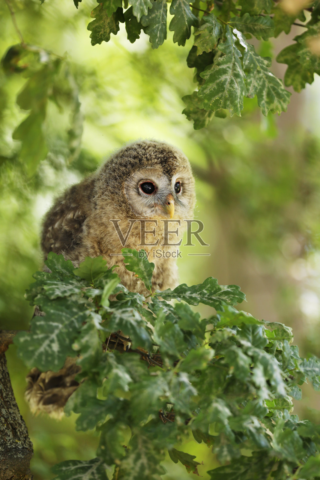 捷克，黄褐色猫头鹰的雏鸟-斯特里克斯·阿卢科坐在树枝上照片摄影图片