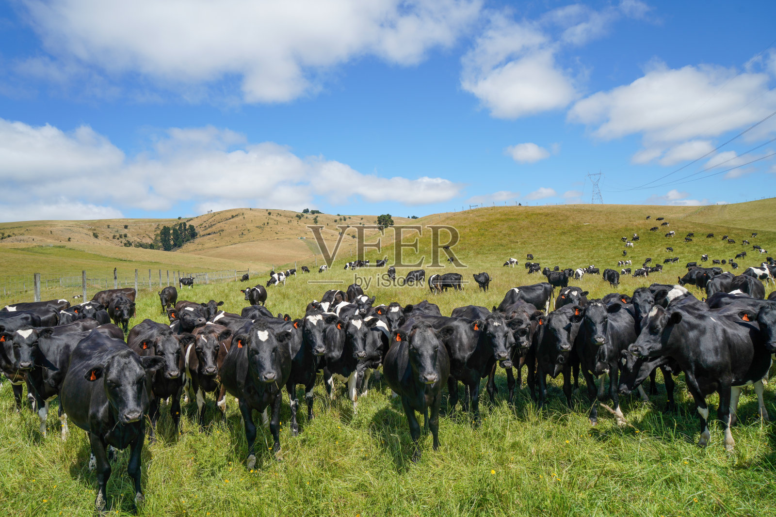 新西兰杰拉尔丁-费尔利高速公路牧场上的荷斯坦奶牛照片摄影图片