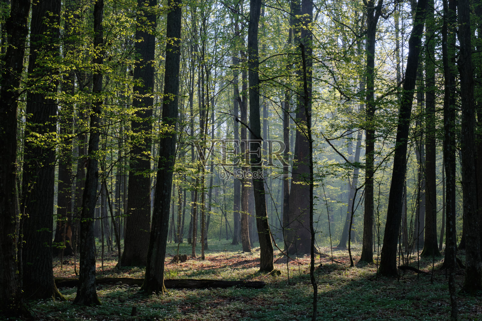 落叶林在春天日出照片摄影图片