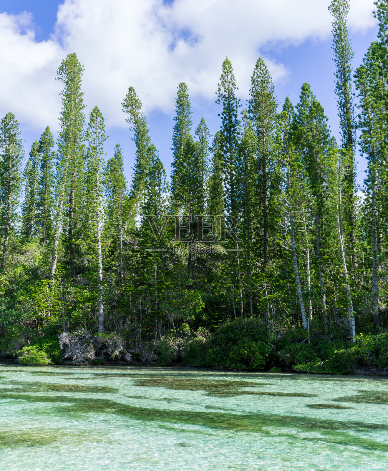 新喀里多尼亚岛松树属的南洋杉照片摄影图片