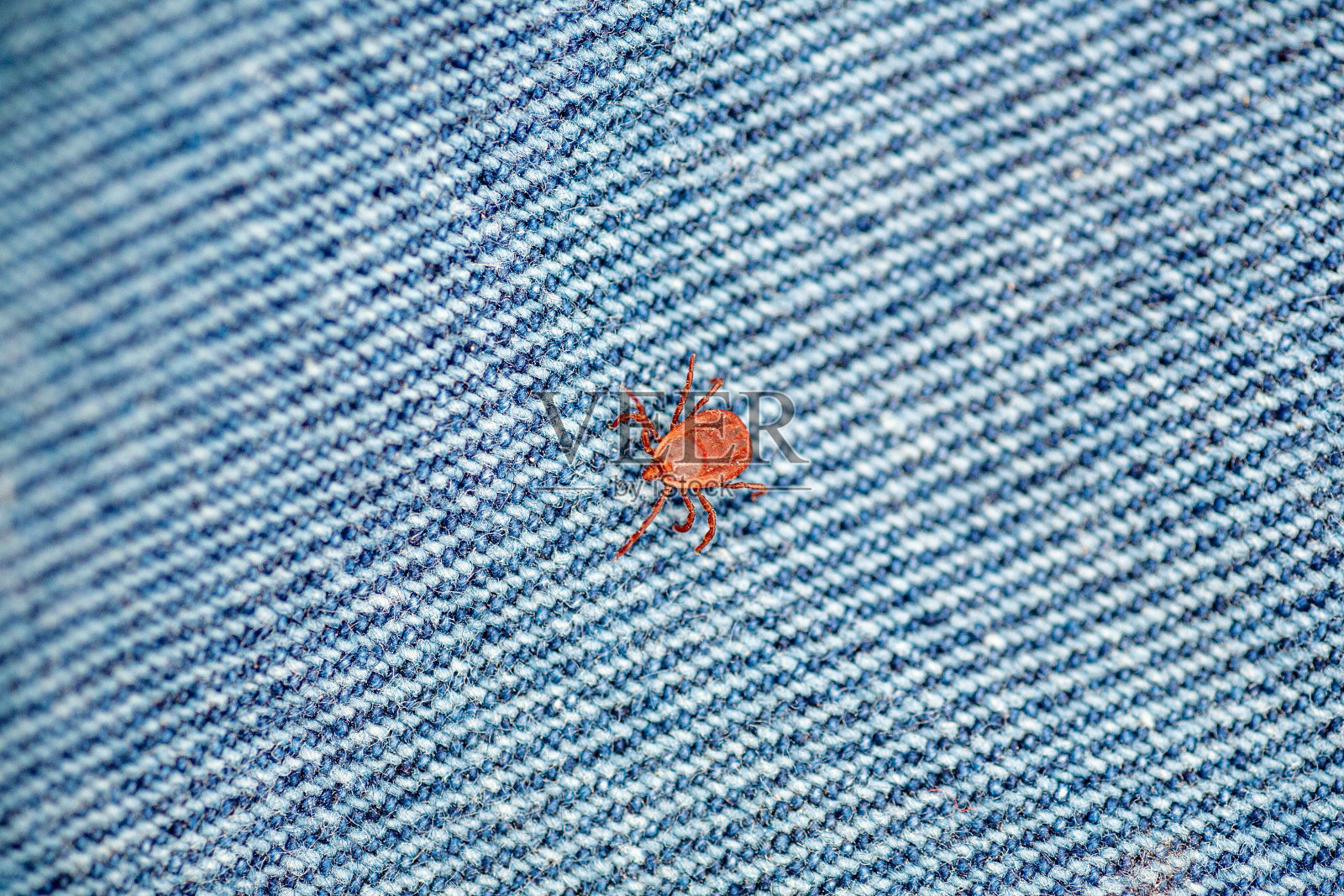 一种危险的寄生虫和感染载体螨照片摄影图片