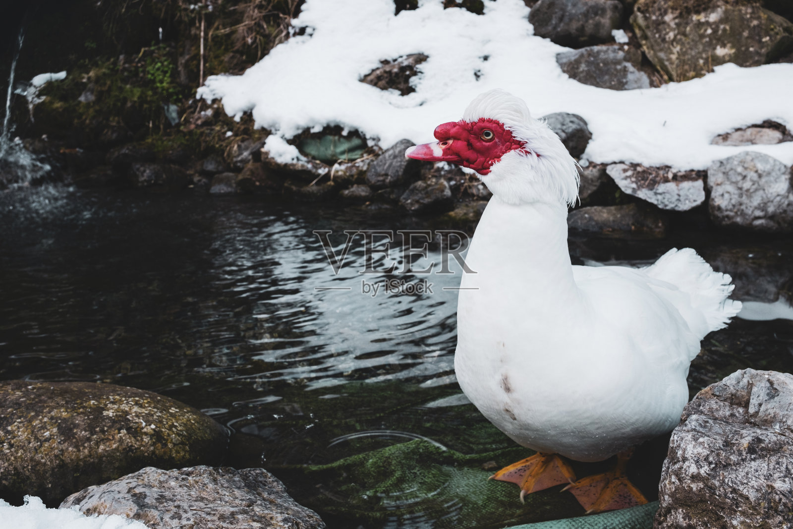 白色的家养番鸭在雪天的冬季景观。照片摄影图片