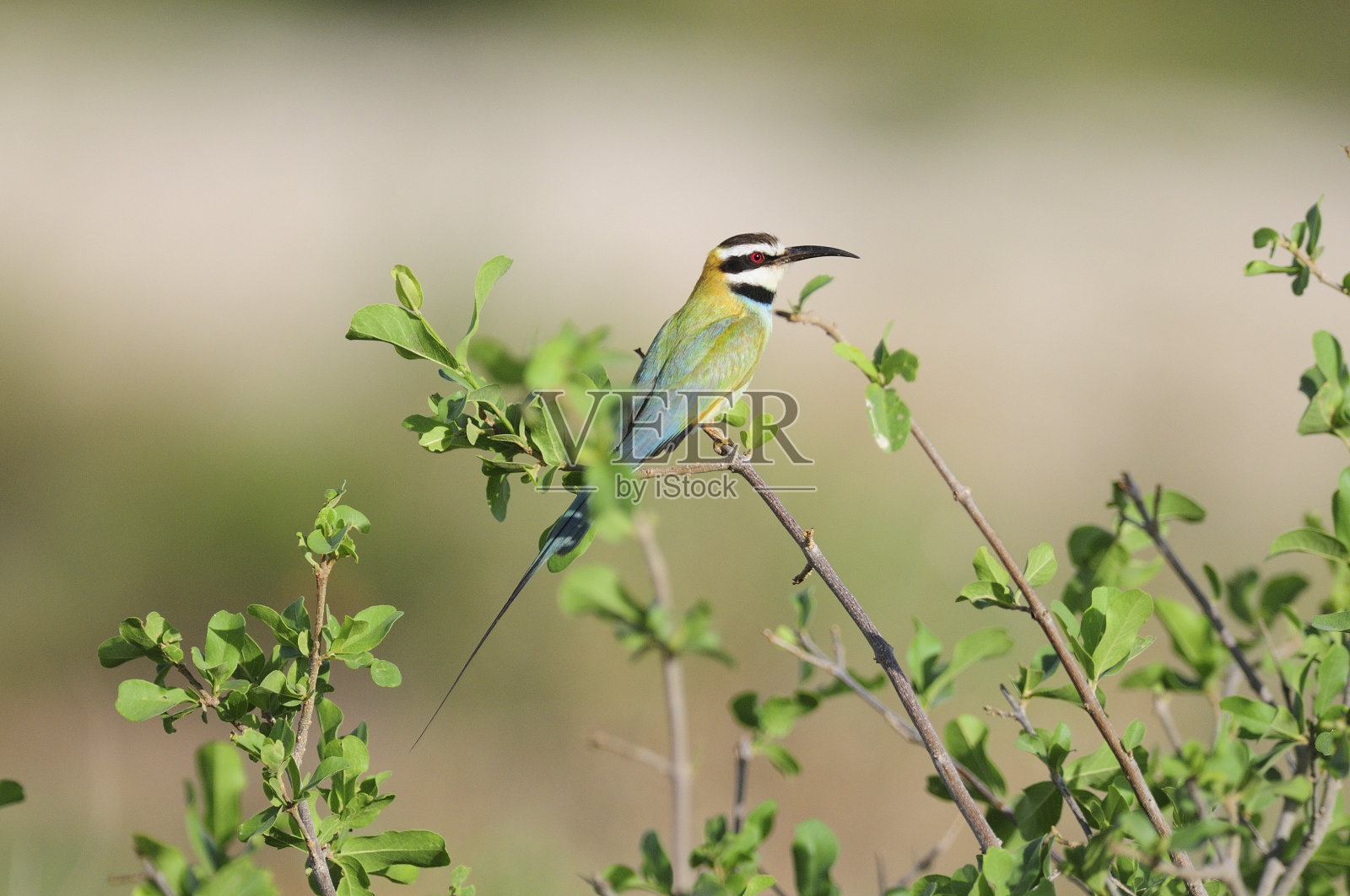 White-throated食蜂鸟照片摄影图片