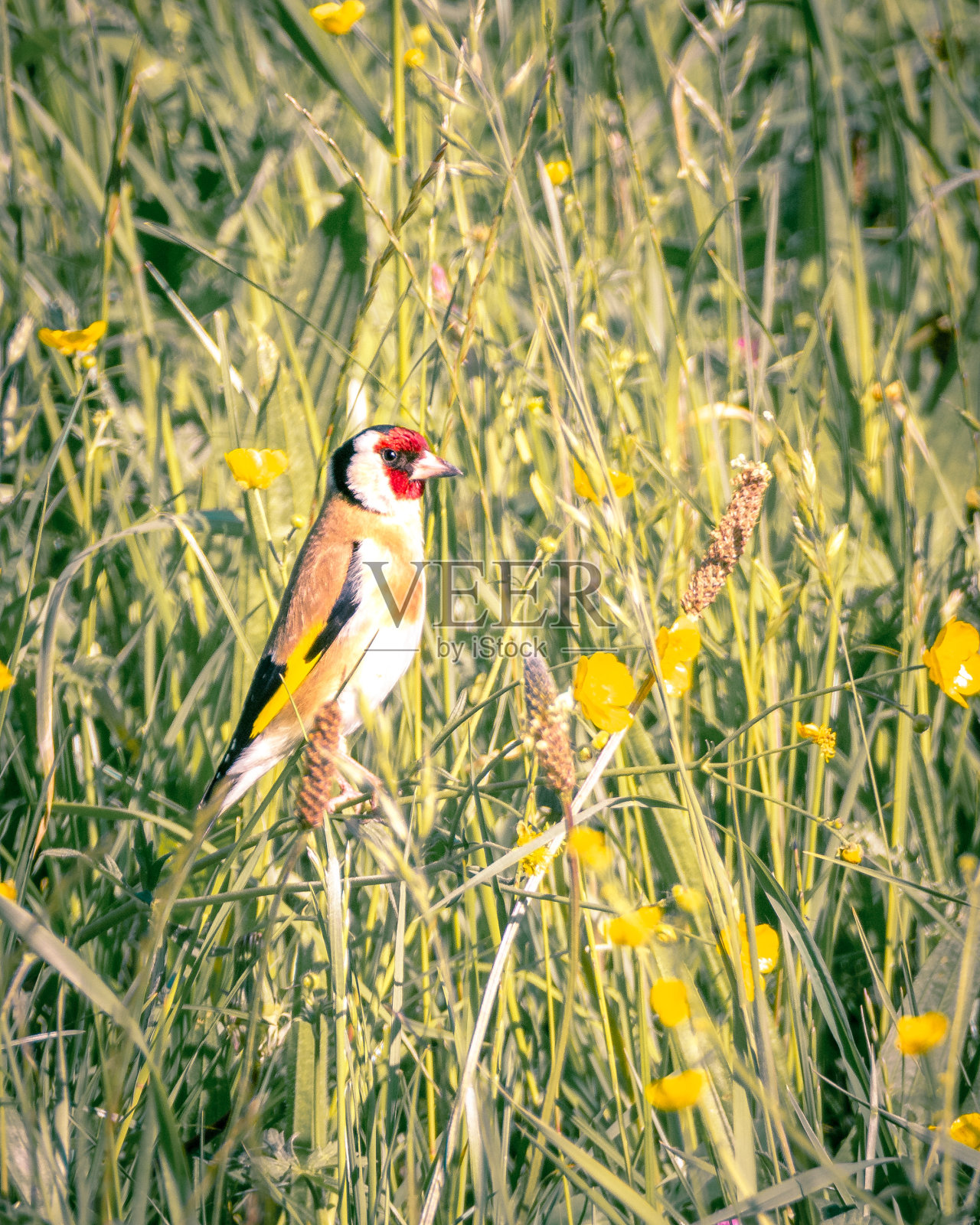 栖息的欧洲金翅雀照片摄影图片