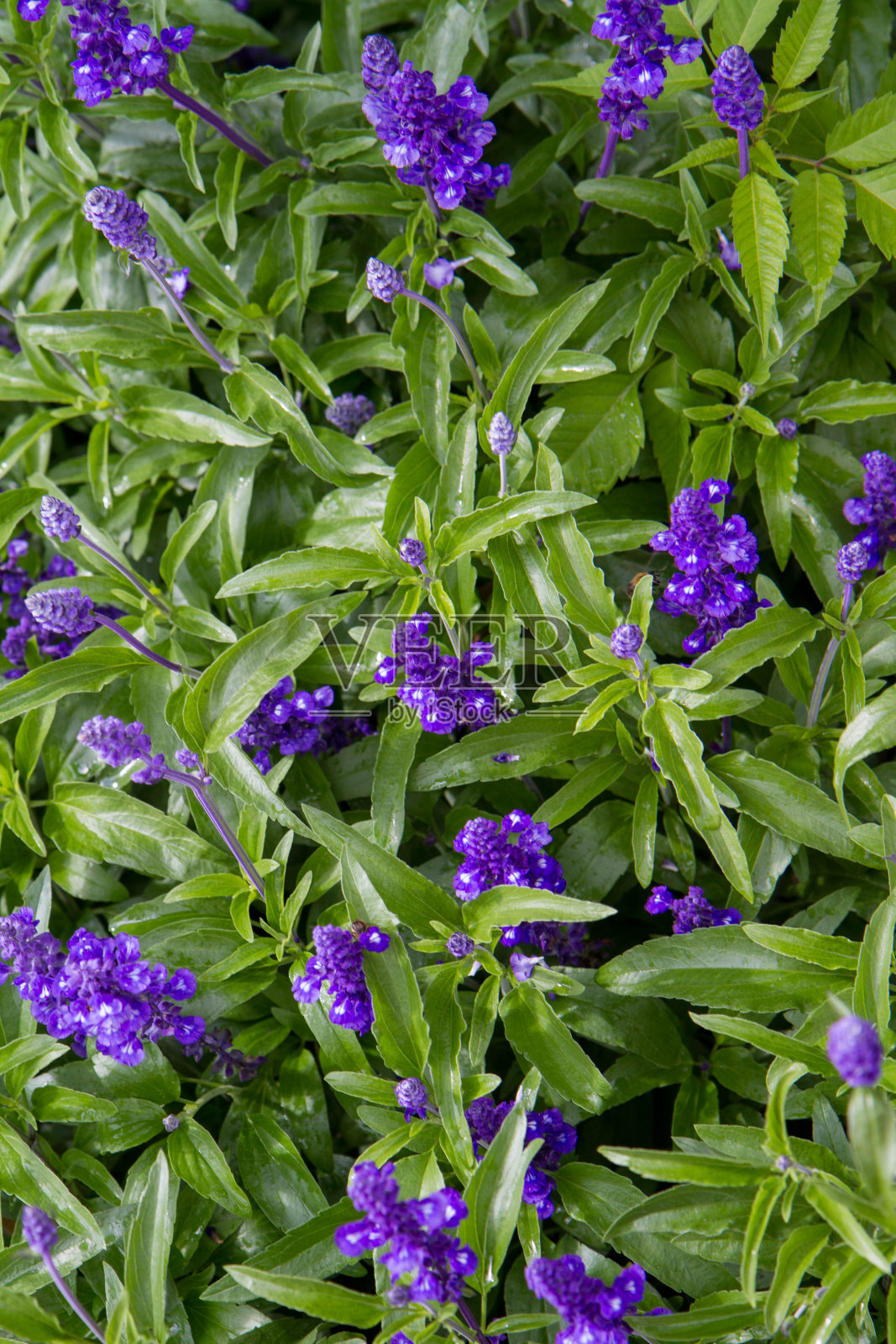 圣人(鼠尾草)工厂照片摄影图片