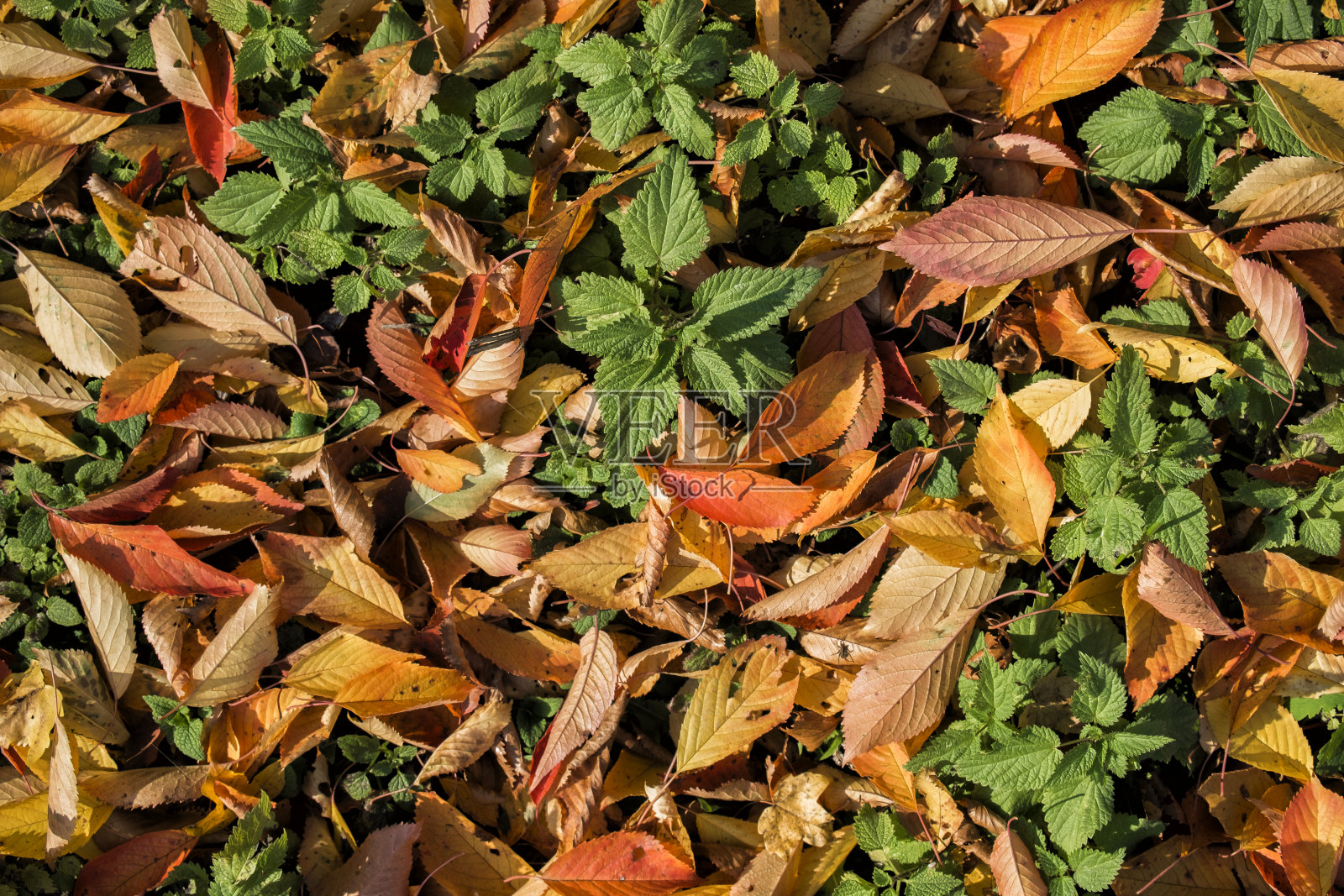 樱花落叶和荨麻幼枝的天然质地照片摄影图片