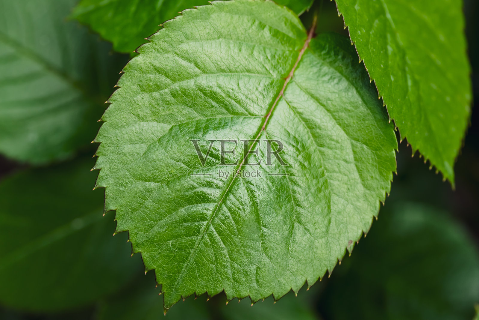 绿叶特写，绿叶背景。微距摄影。纹理明亮，是春季或夏季壁纸的概念。照片摄影图片