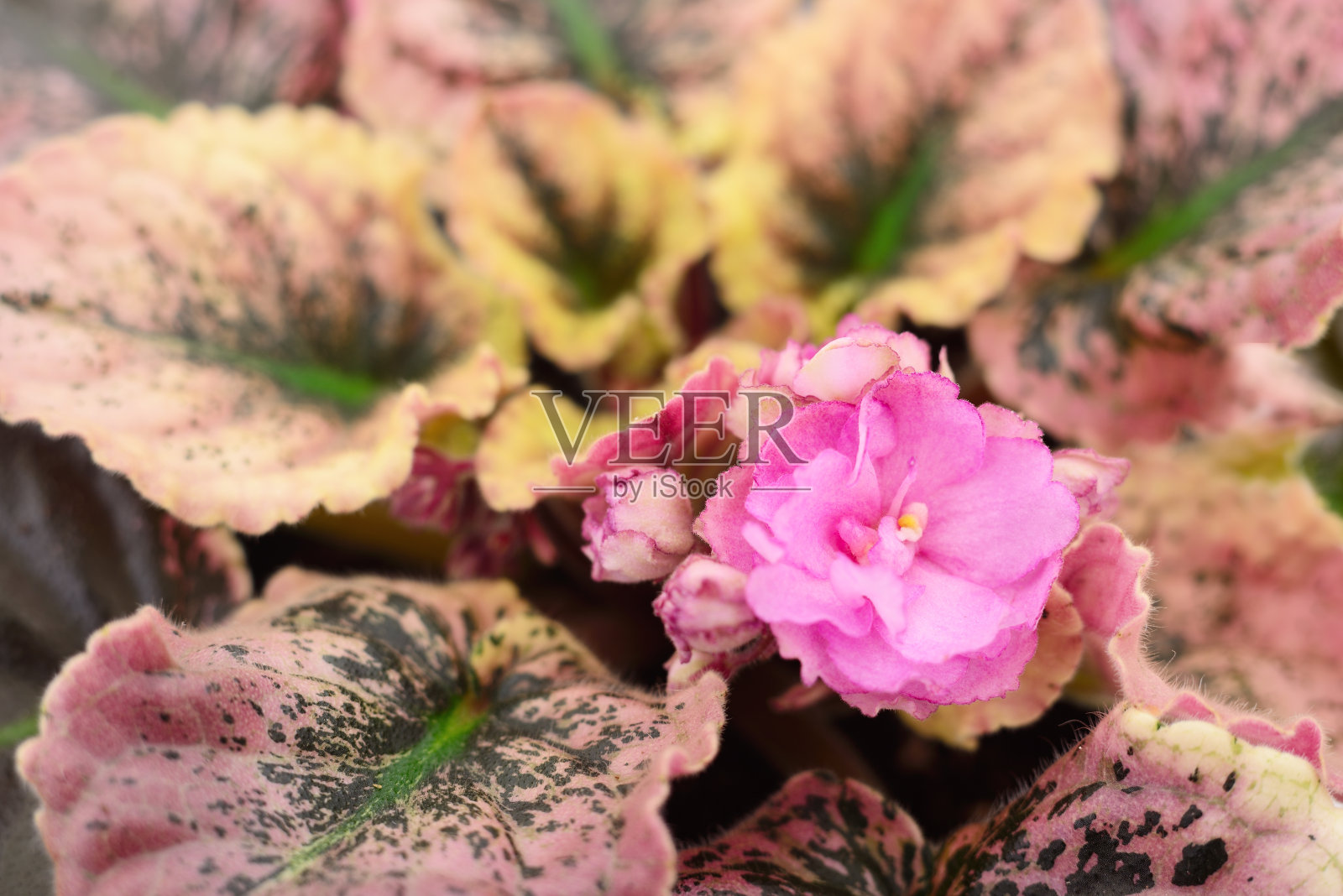 粉红色花的背景照片摄影图片