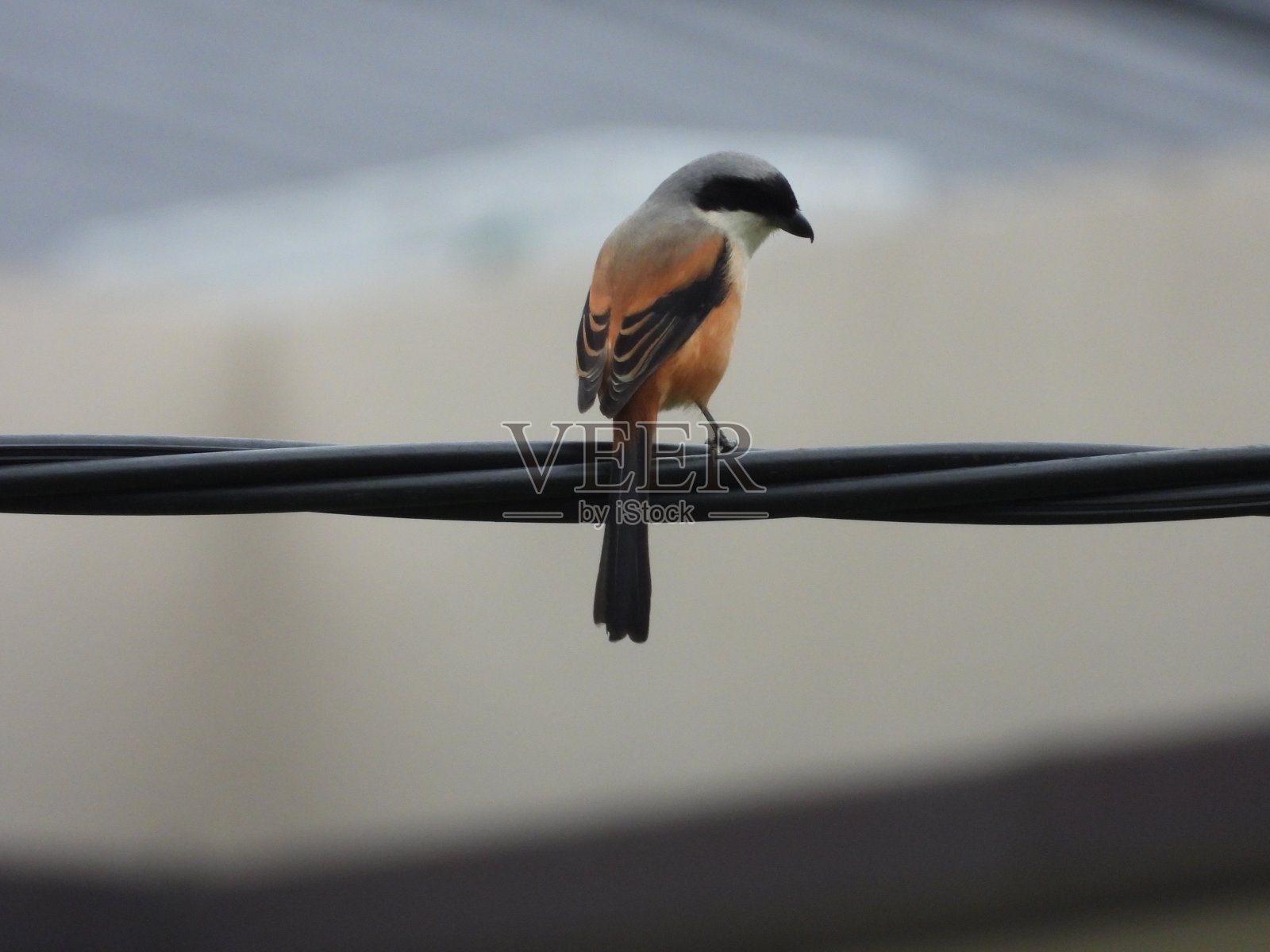 长期跟踪伯劳鸟照片摄影图片