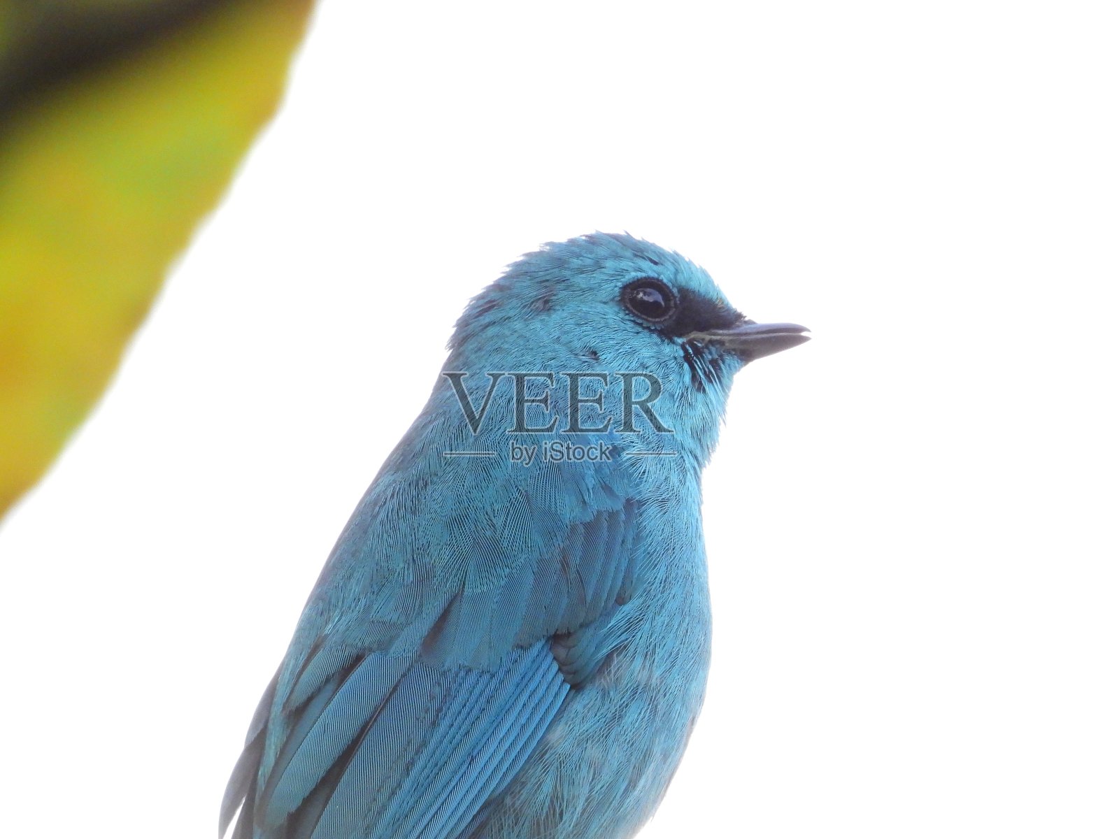 韦尔迪特捕蝇器照片摄影图片