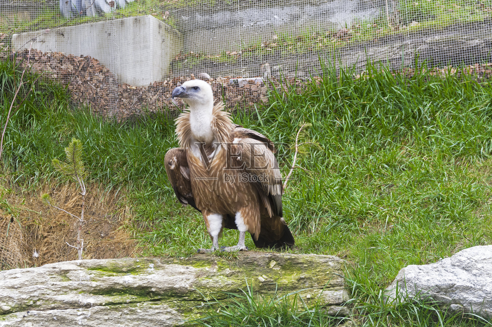 欧亚兀鹫照片摄影图片