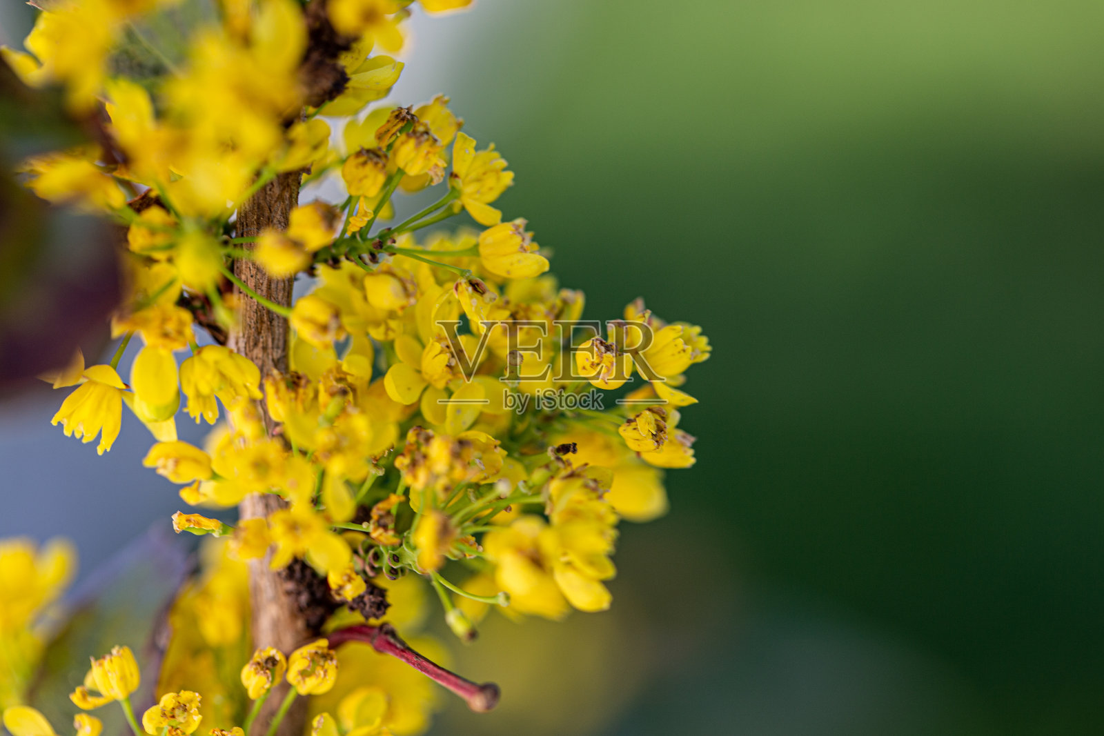灌木上开着许多黄色的小花照片摄影图片