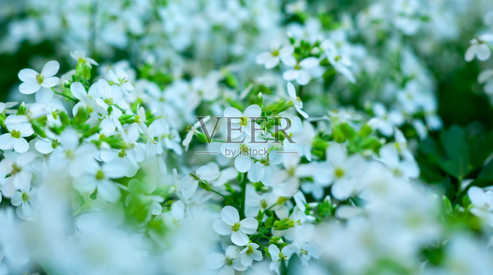 小白花照片摄影图片