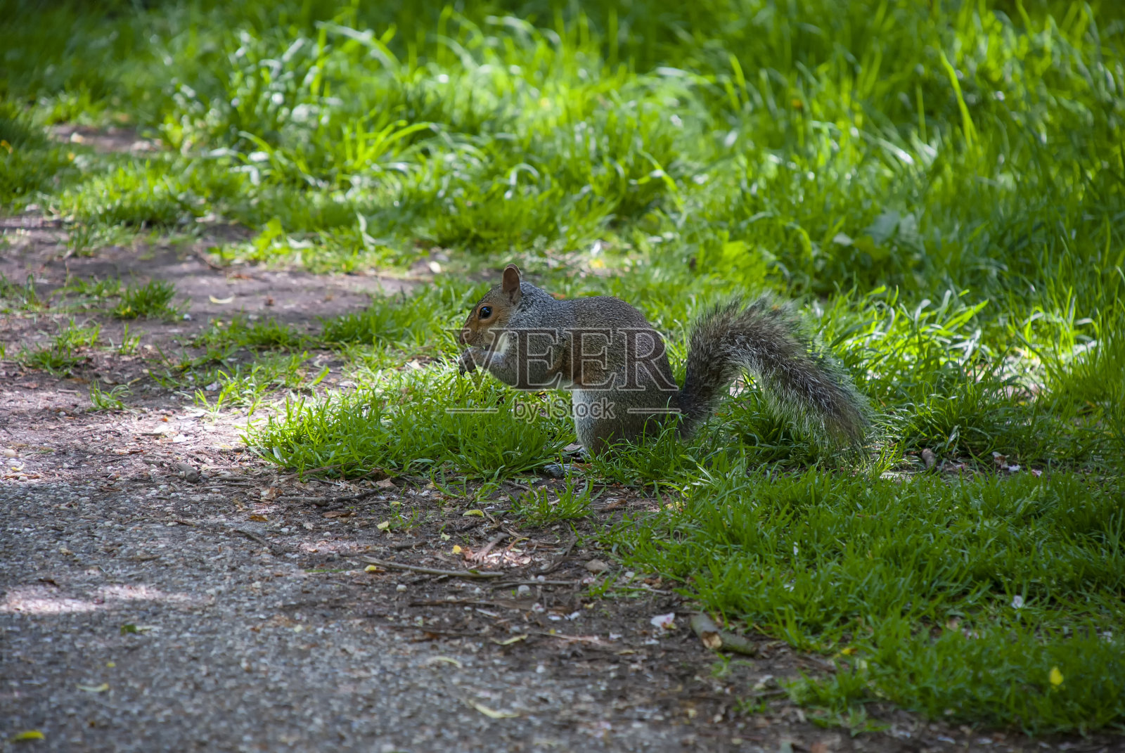 东部灰松鼠(Sciurus carolinensis)照片摄影图片