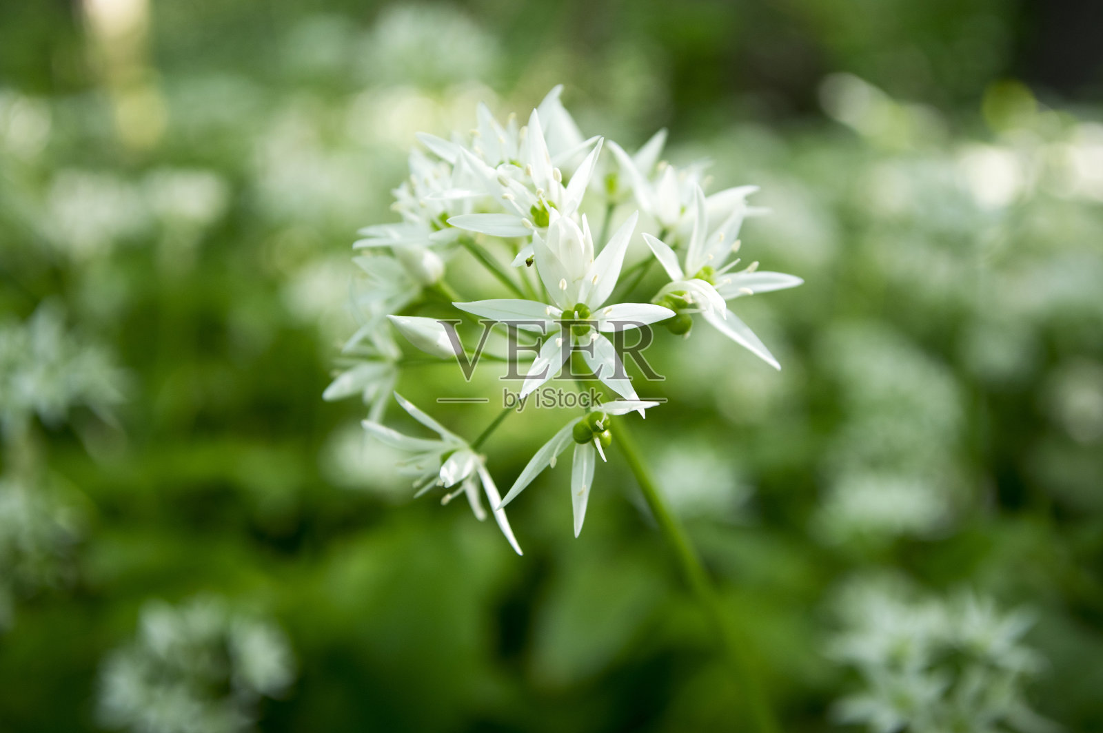 熊蒜开花照片摄影图片