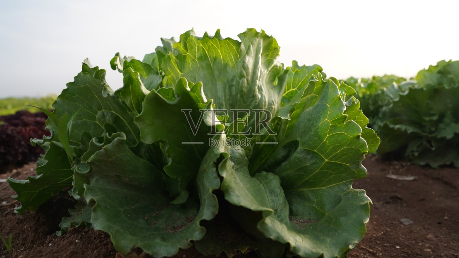 生菜园。菜园。卷曲的莴苣。照片摄影图片