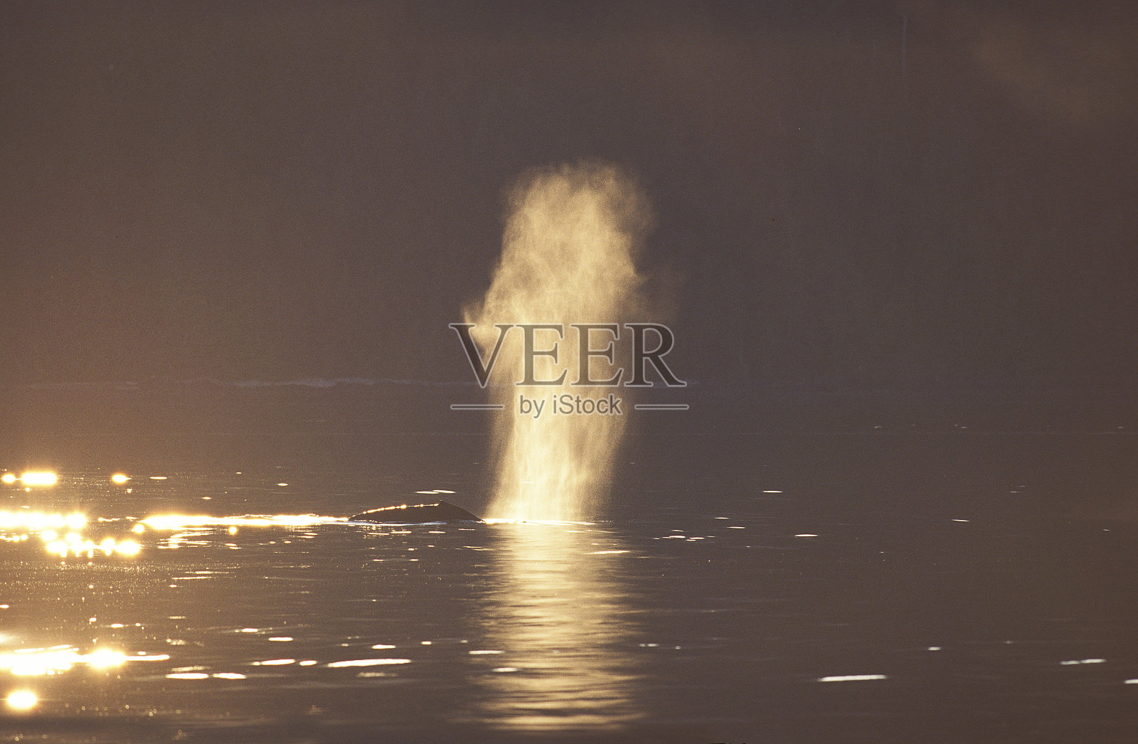 阿拉斯加，成年座头鲸，海面喷吐照片摄影图片