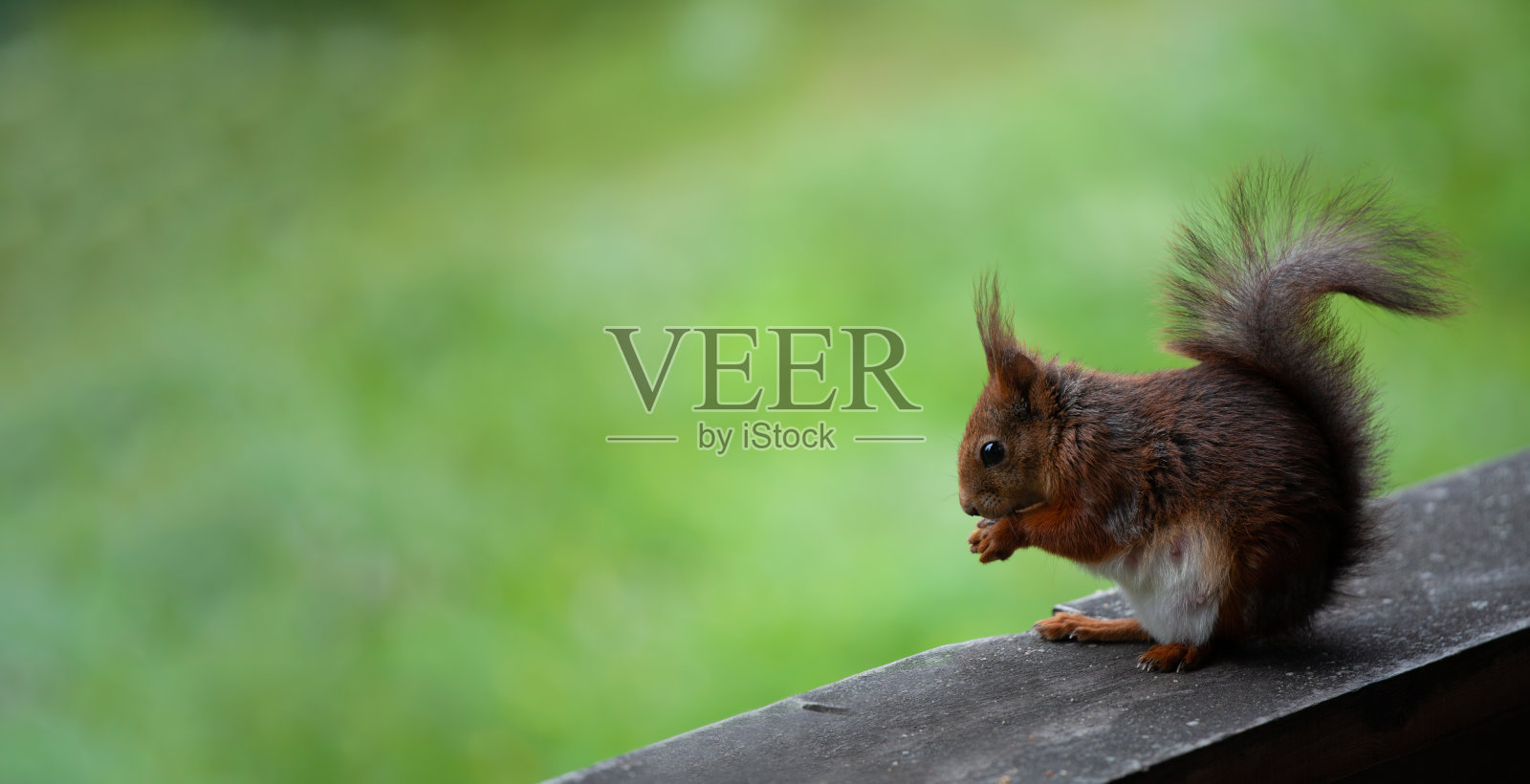 怀孕松鼠吃东西的特写。照片摄影图片