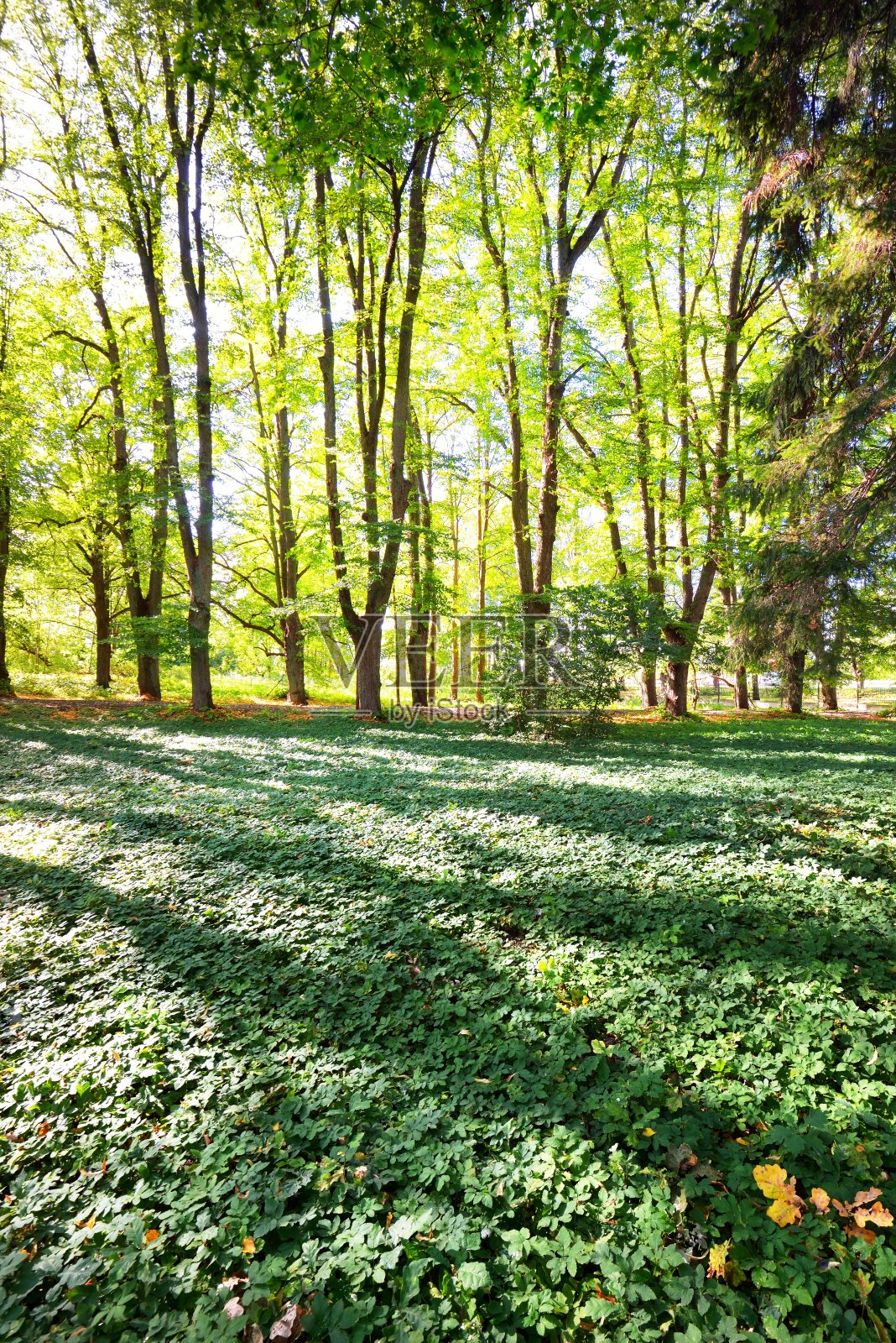 在一个晴朗的夏日，自行车道附近有一片绿色的草地和高大的绿树。阳光透过树干，阴影洒在地上。环境保护、休闲娱乐为主题。里加,拉脱维亚照片摄影图片