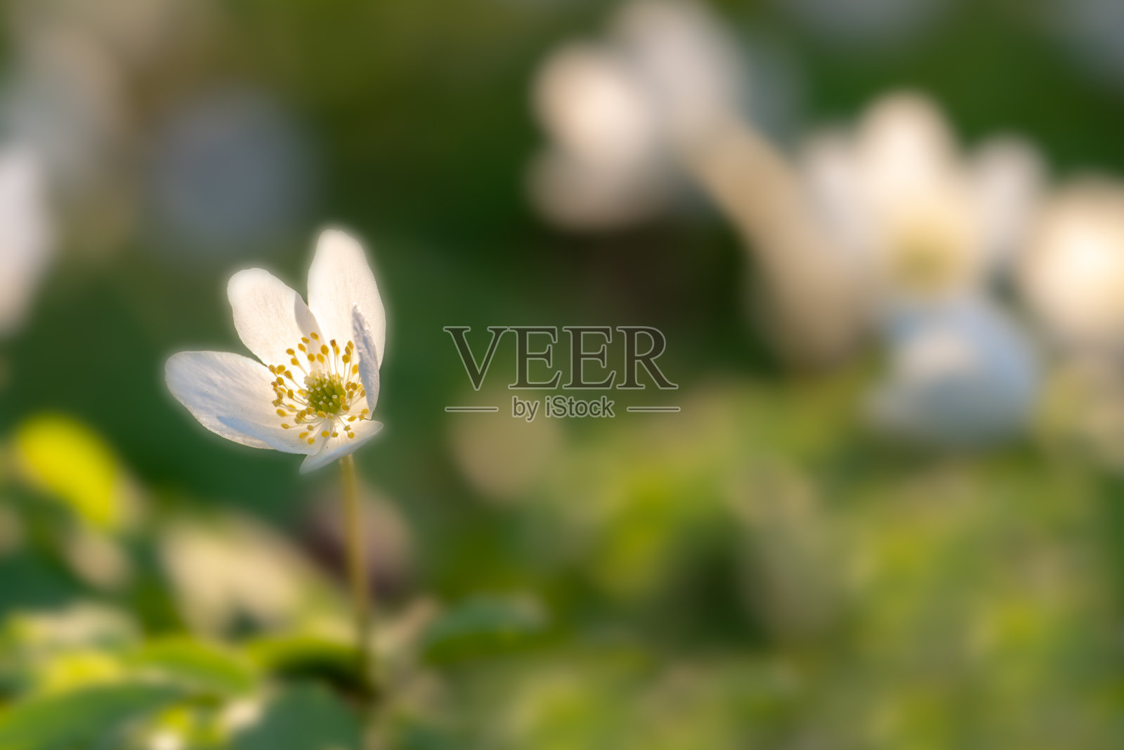 五叶银莲花照片摄影图片