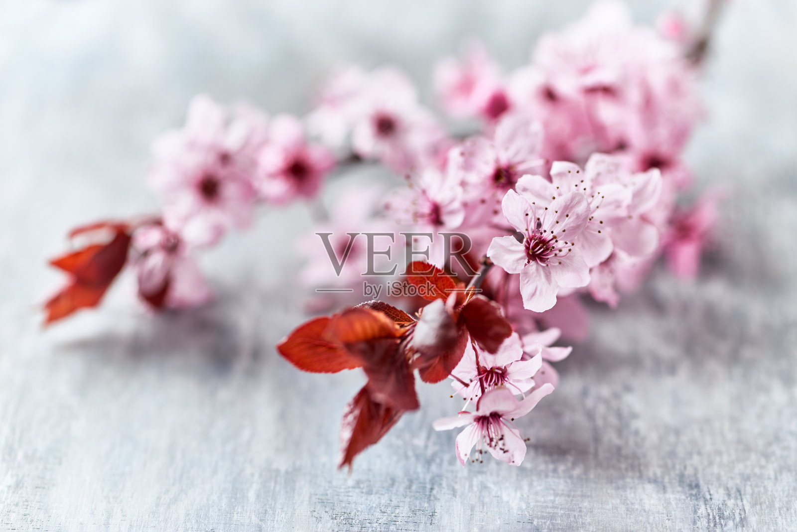 春花在质朴的木制背景上。关闭了。照片摄影图片