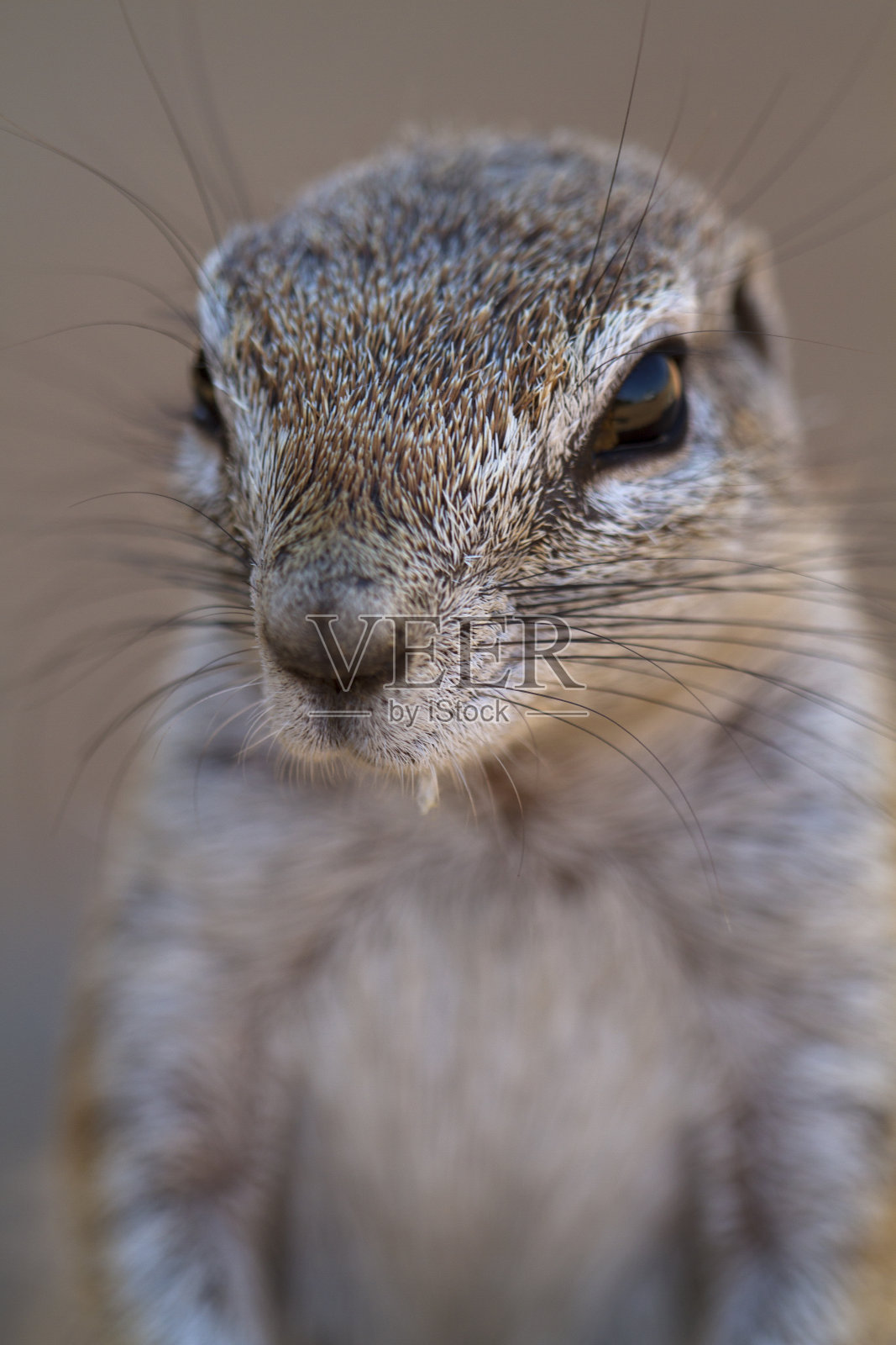 地松鼠照片摄影图片