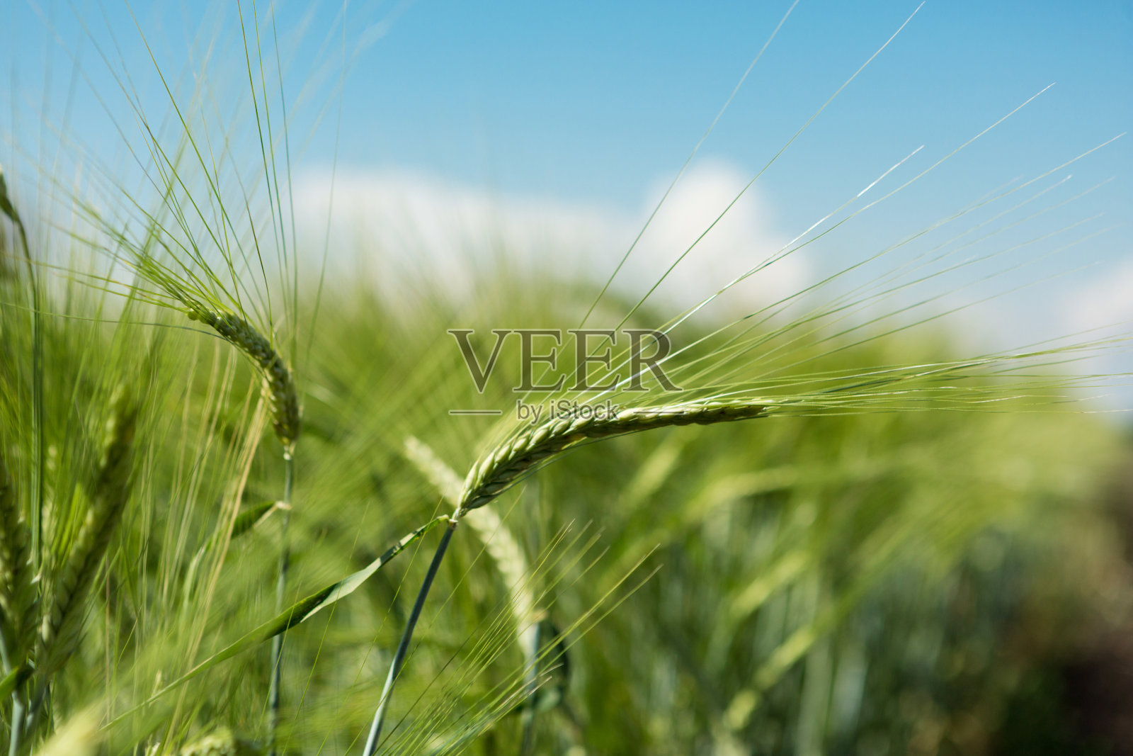 蓝色的天空衬托着年轻的绿麦穗，特写照片摄影图片