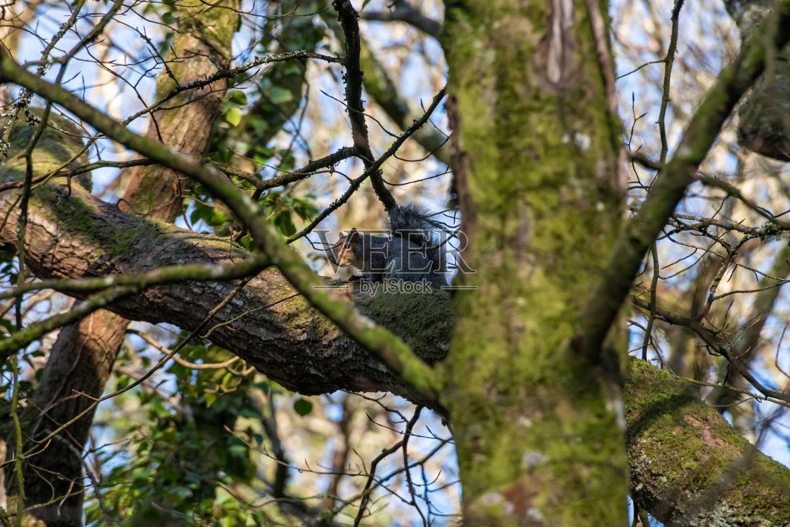 灰松鼠坐在英国康沃尔郡的树上照片摄影图片