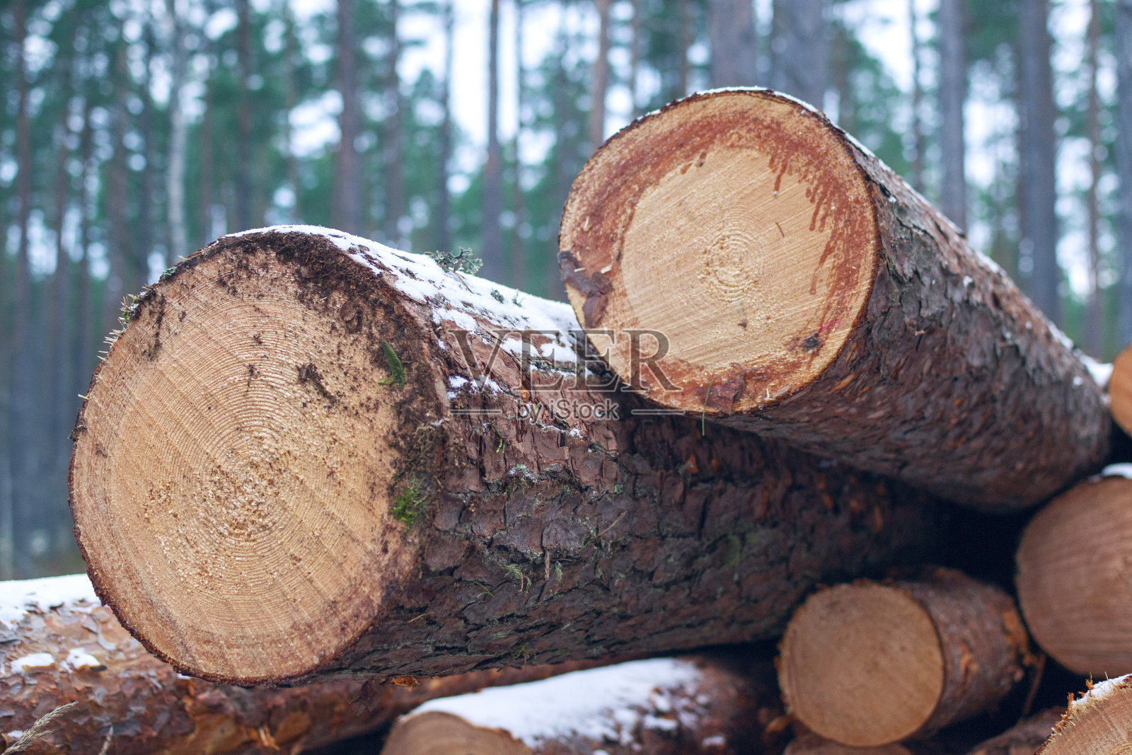 冬天森林里的松树圆木的特写照片摄影图片