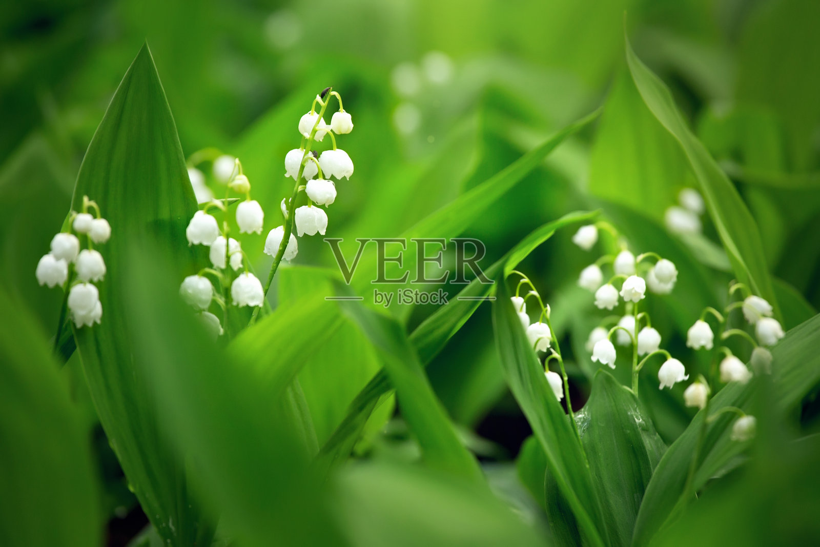 铃兰，美丽的春天花背景照片摄影图片