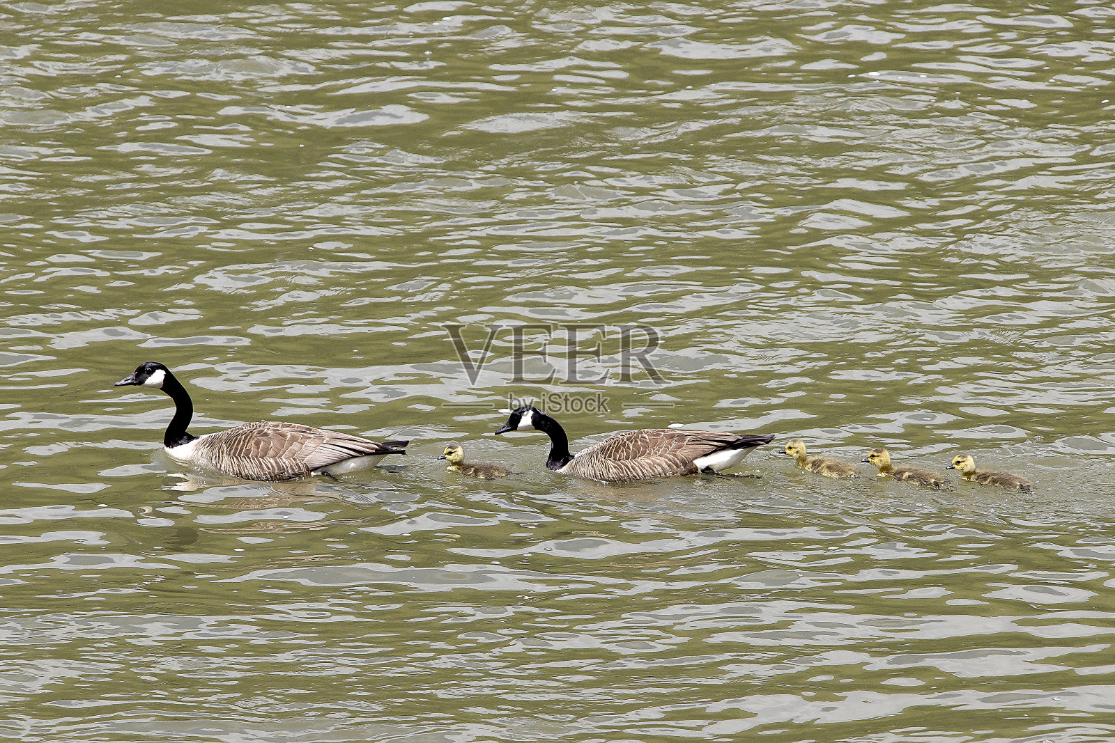 加拿大鹅照片摄影图片