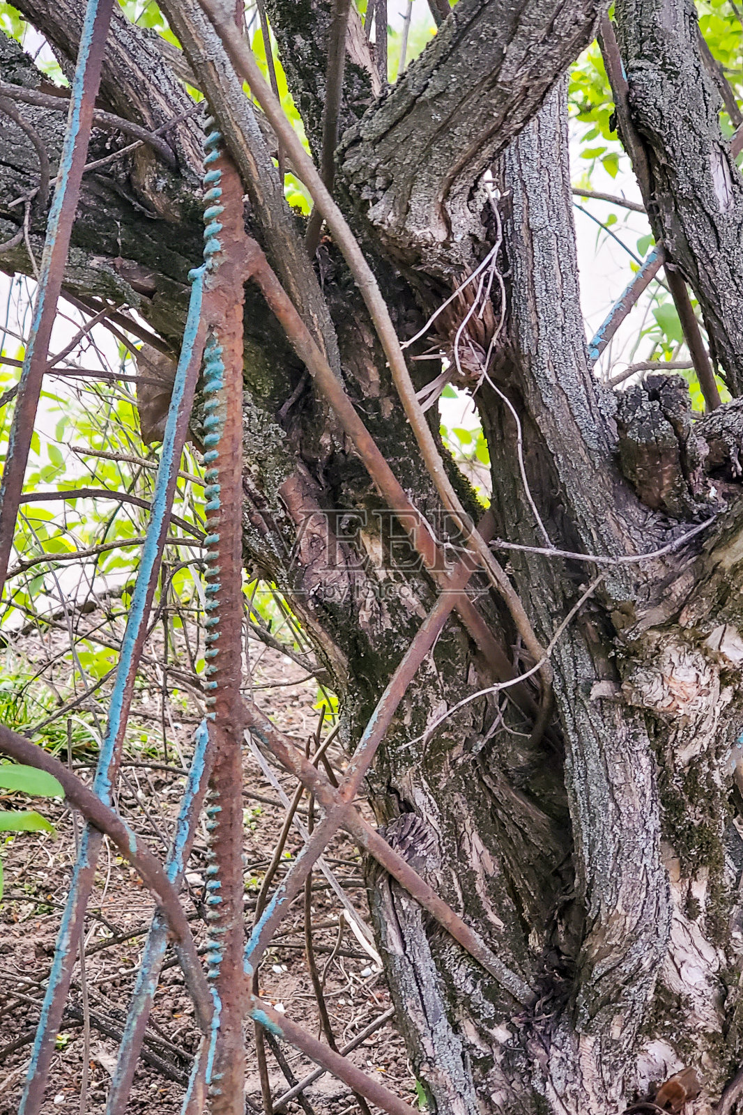 树长过篱笆照片摄影图片