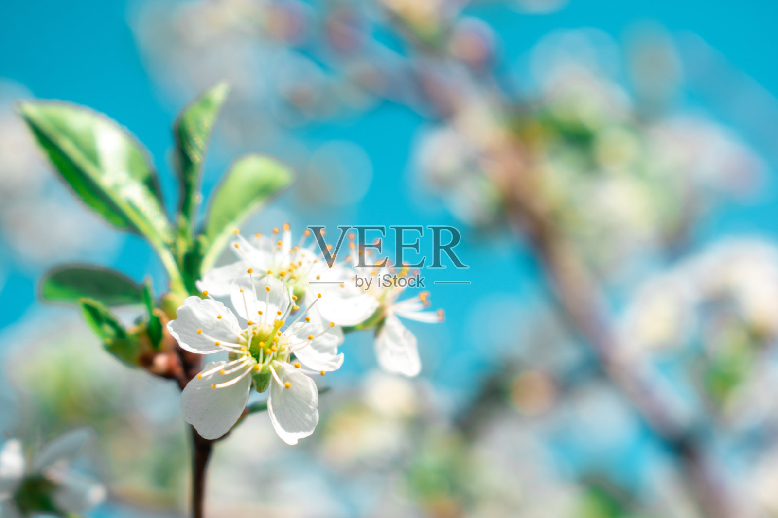 白色的樱花映衬着蓝色的天空。美丽的散景。副本的空间。照片摄影图片